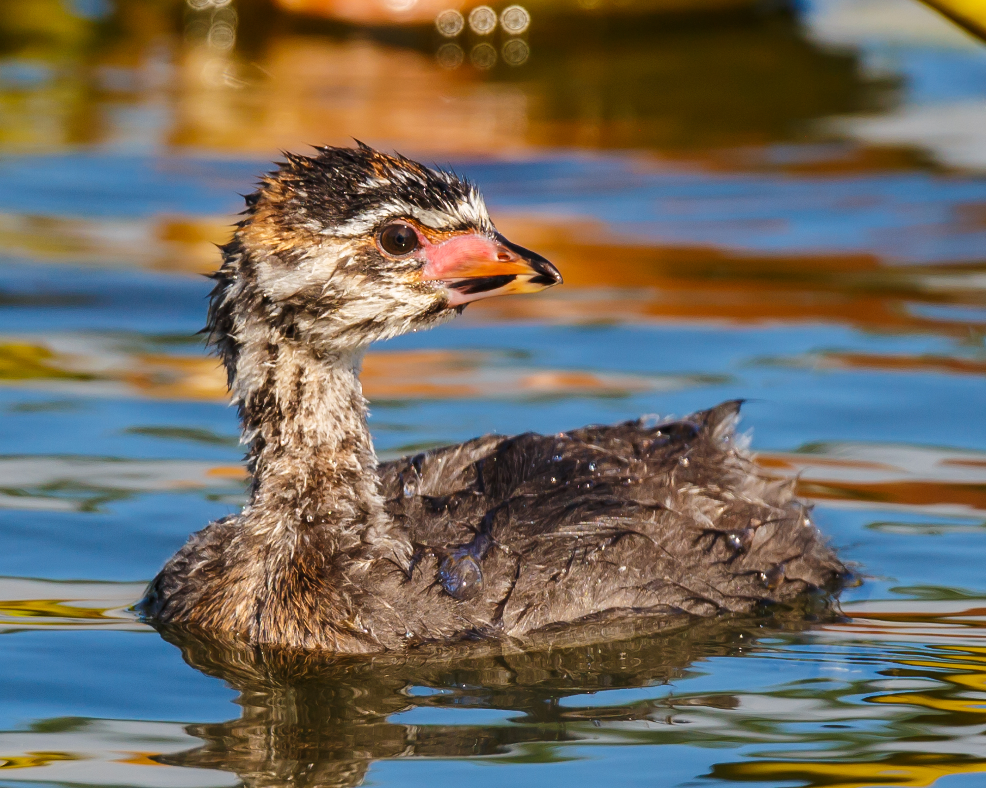 Pied-billed Grebe