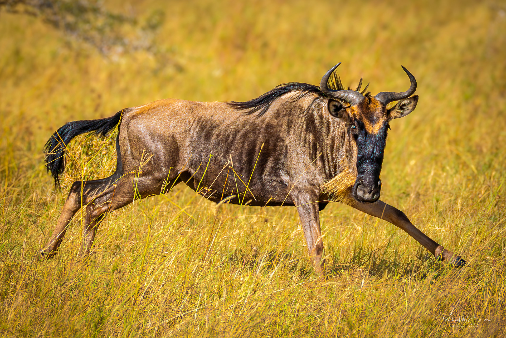 Wildebeest