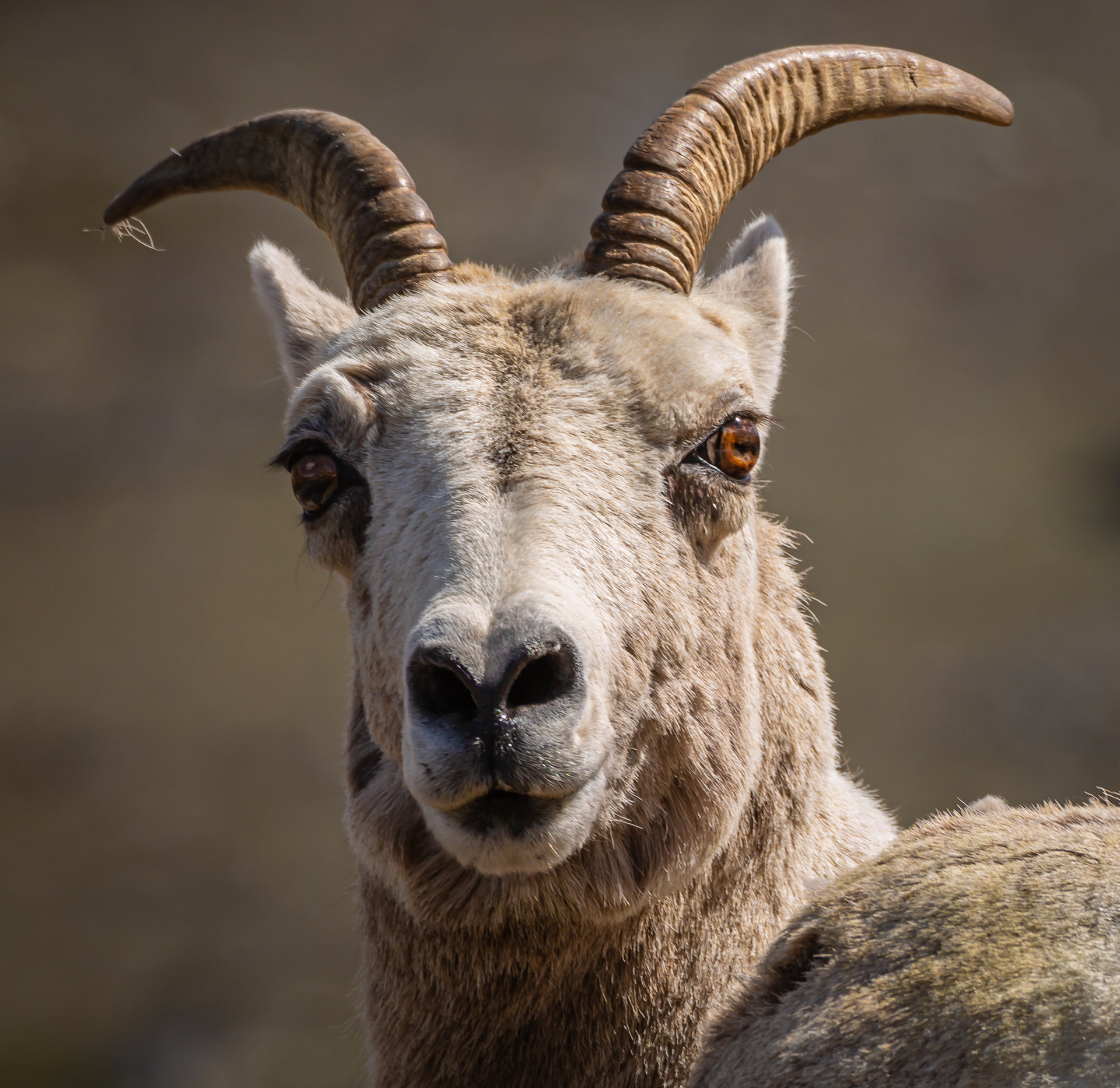 Bighorn Sheep