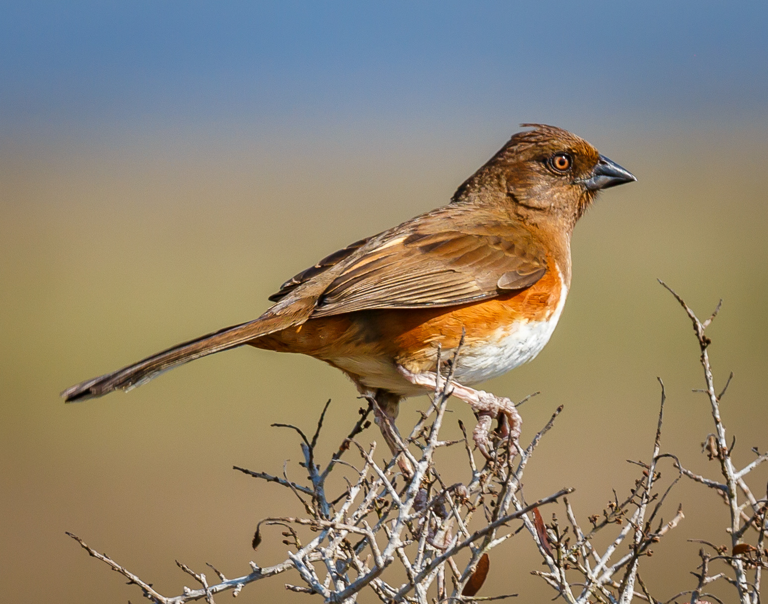 Eastern Towhee