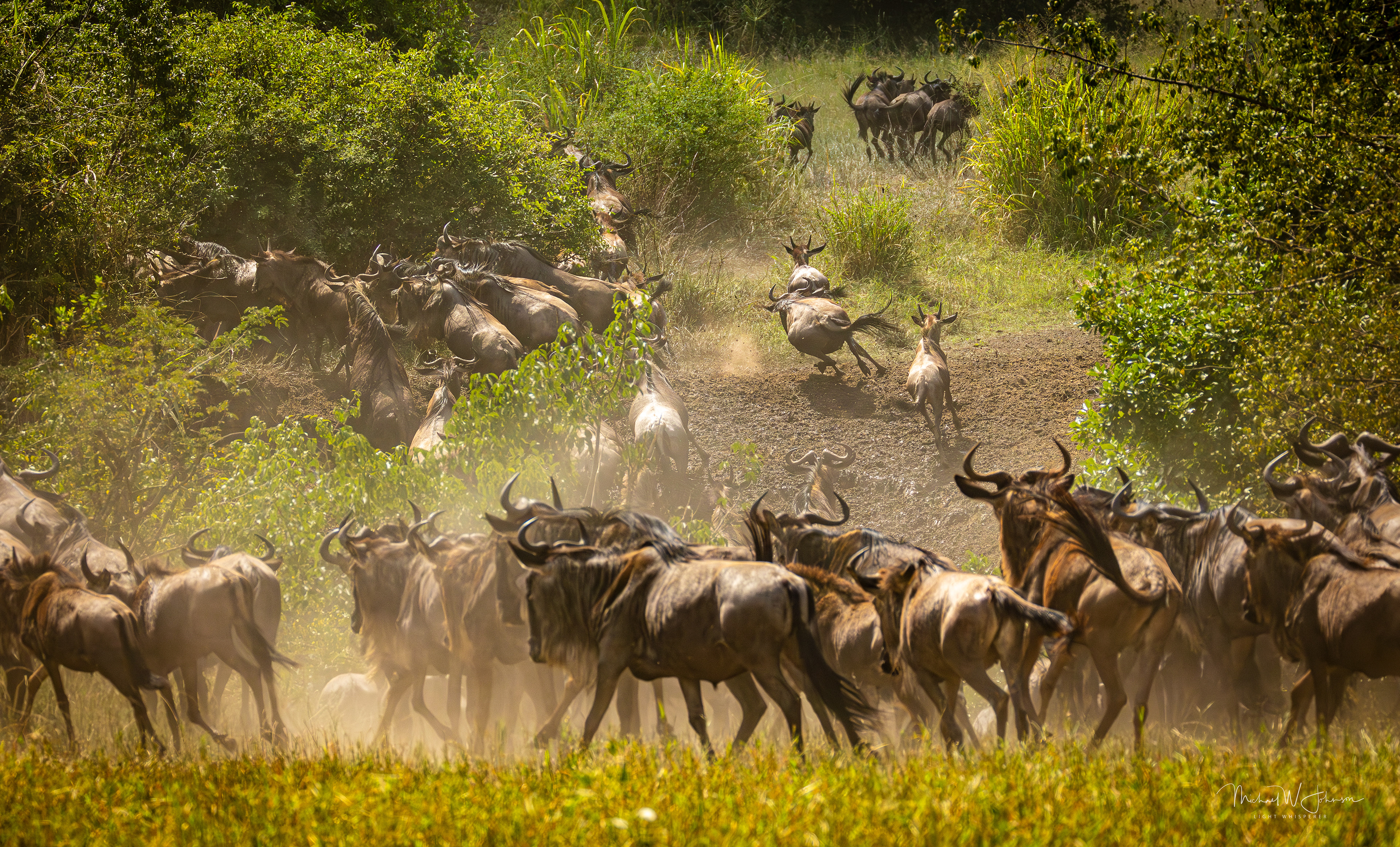 Wildebeests