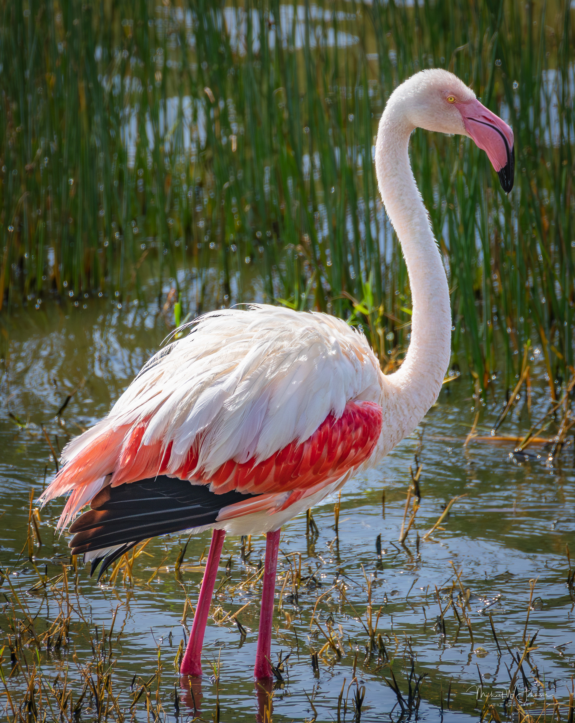 Greater Flamingo