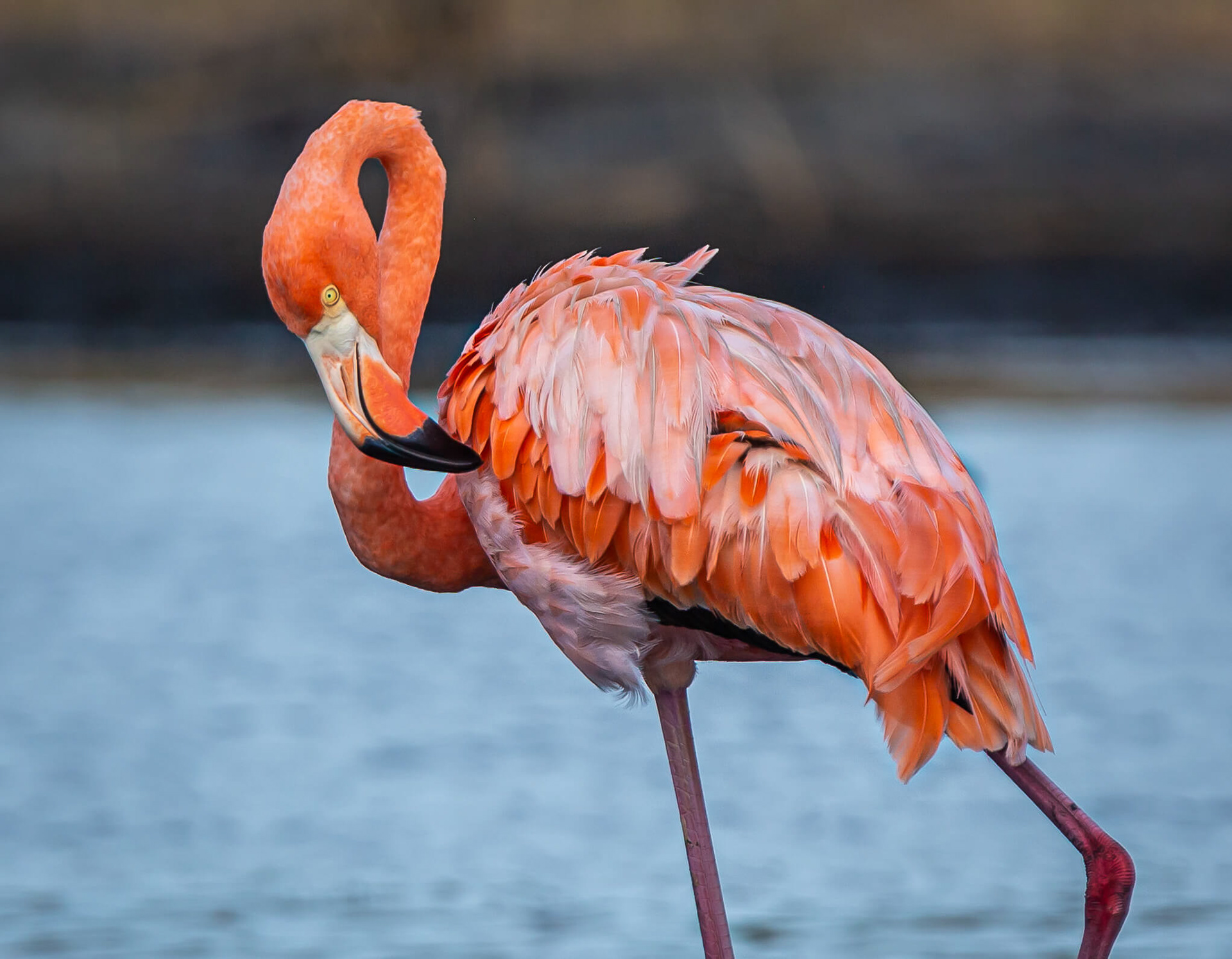 American Flamingo