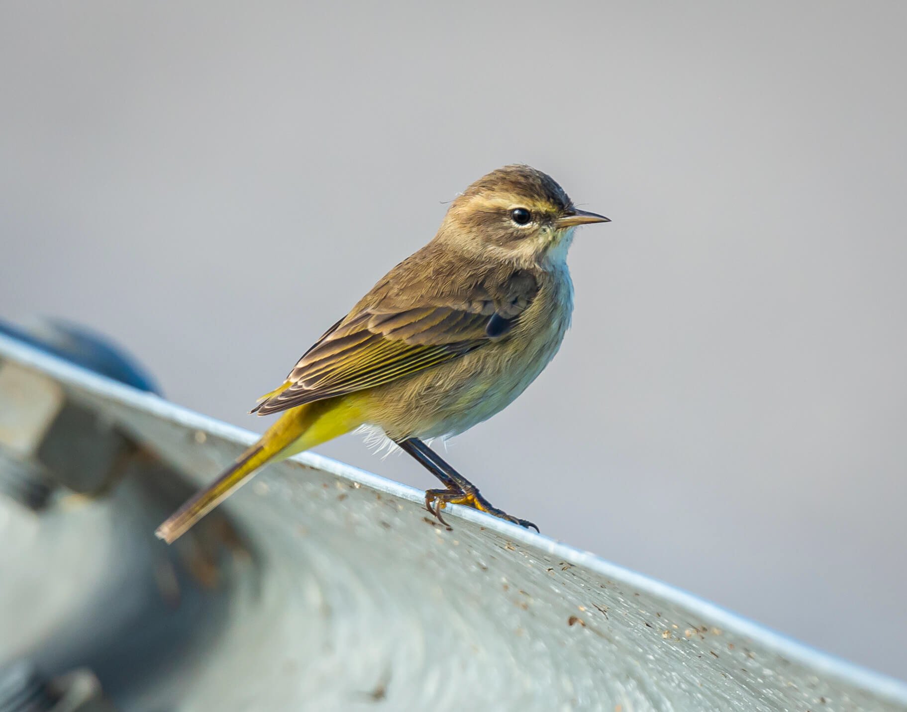 Palm Warbler