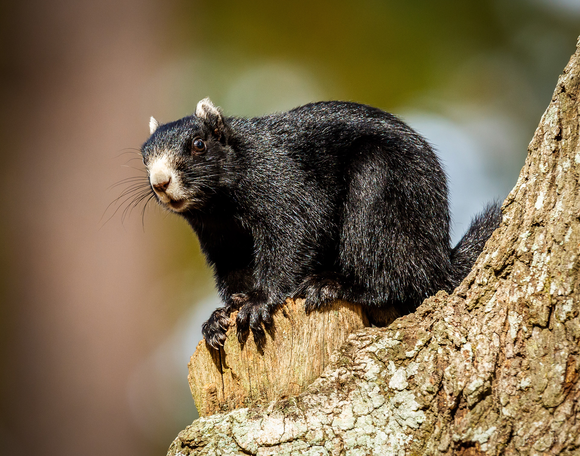 "Honorable Mention" - Animals   Blackie