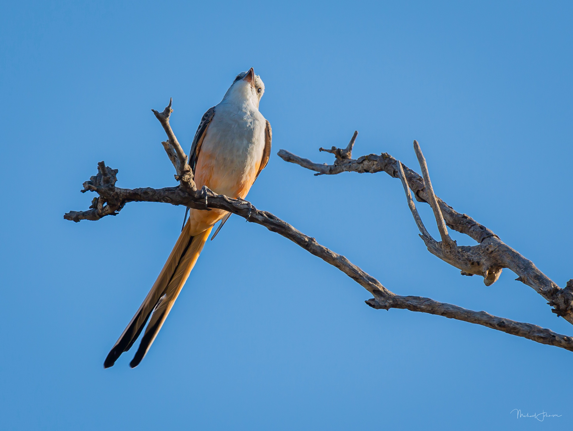 Scissor-tailed Flycatcher