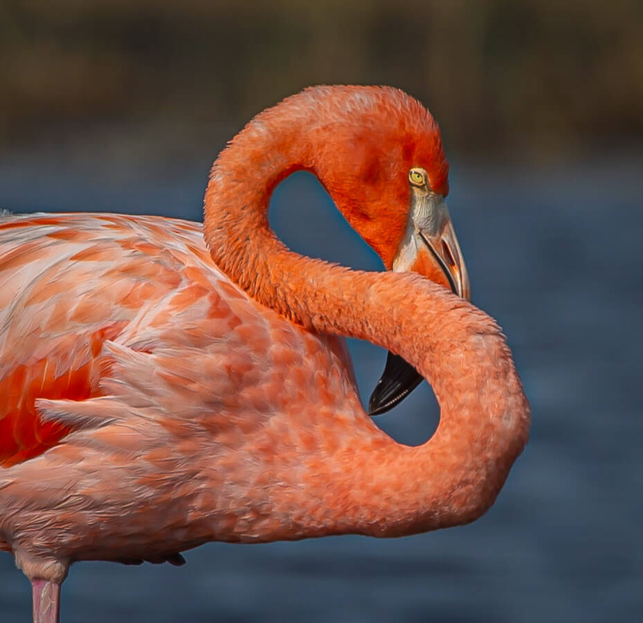 American Flamingo