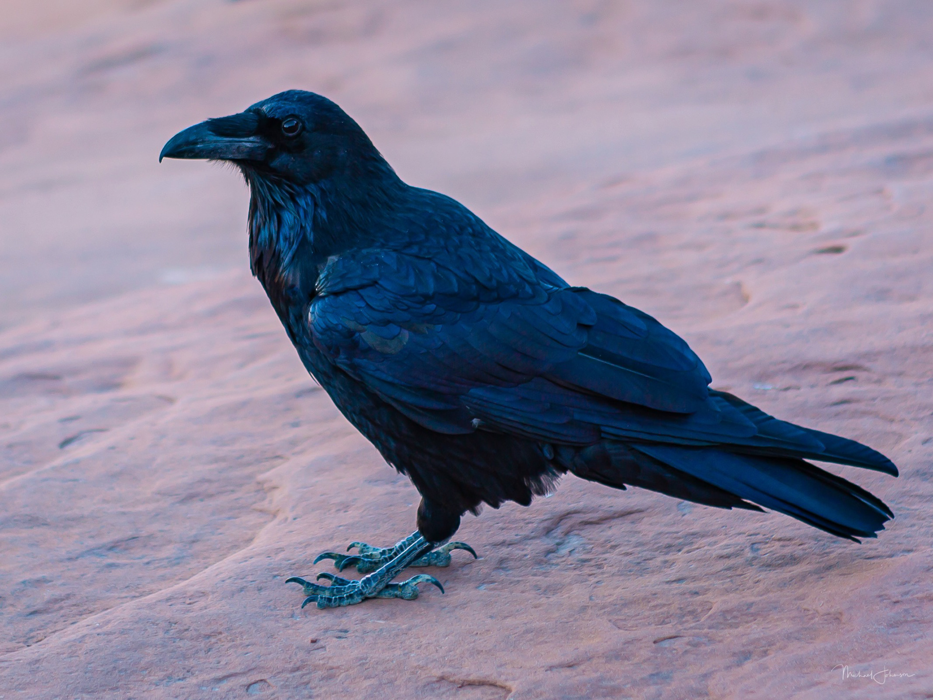 Arches National Park - Delicate Arch - Raven