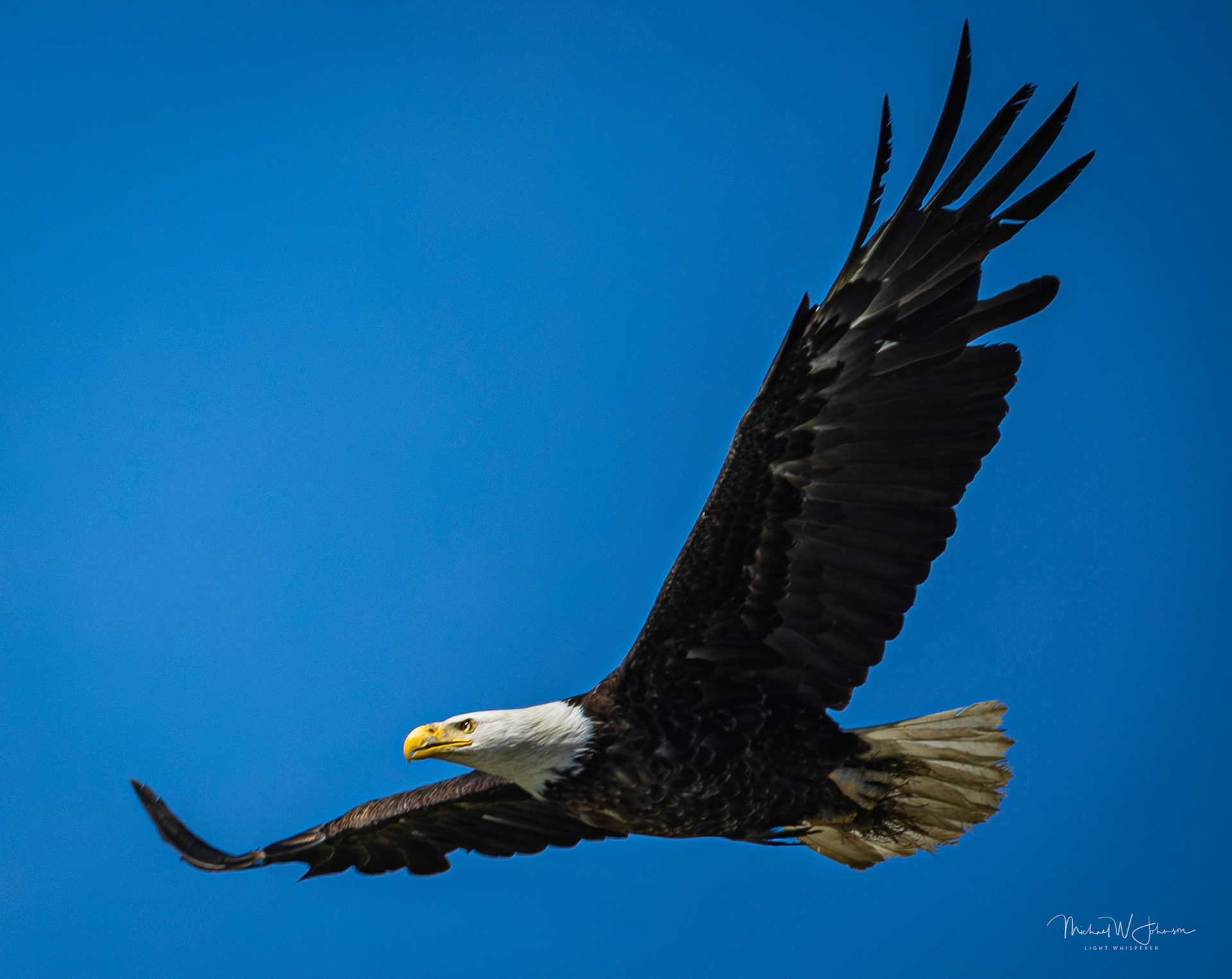 Bald Eagle