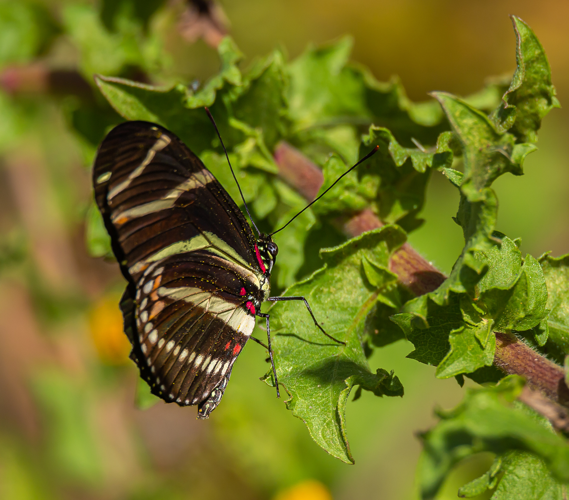 Zebra Longwing