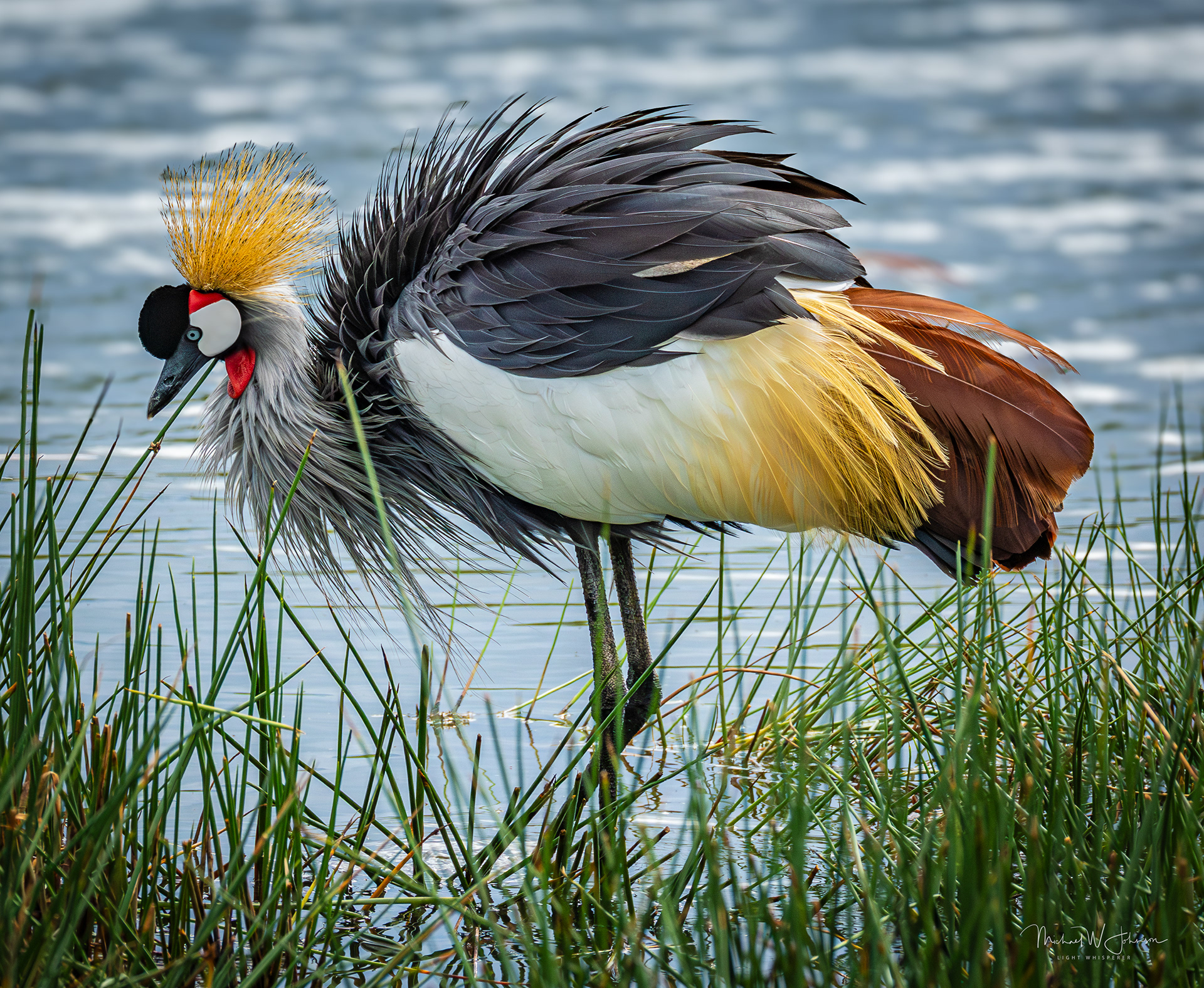 Gray-crowned Crane