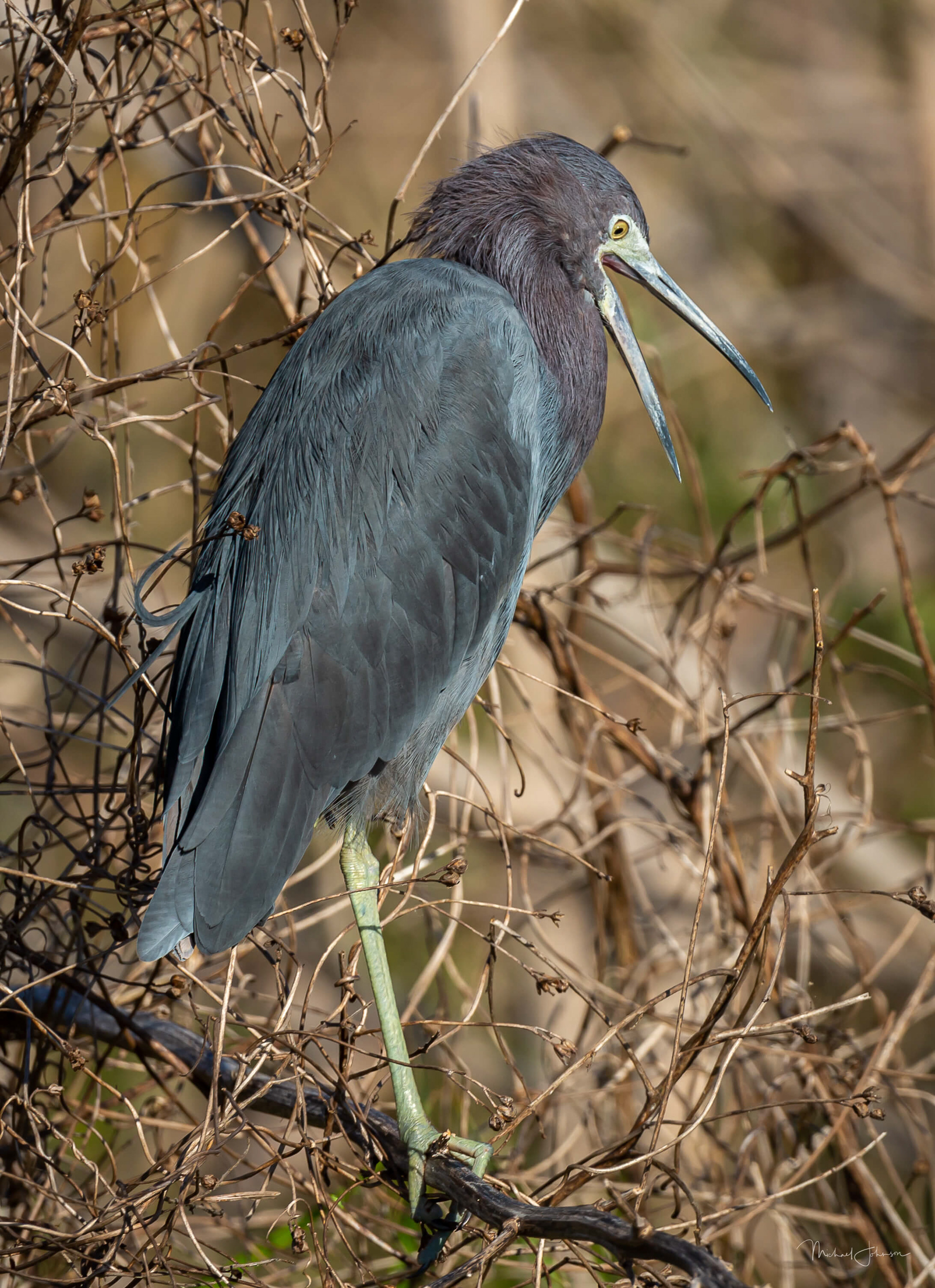 Little Blue Heron