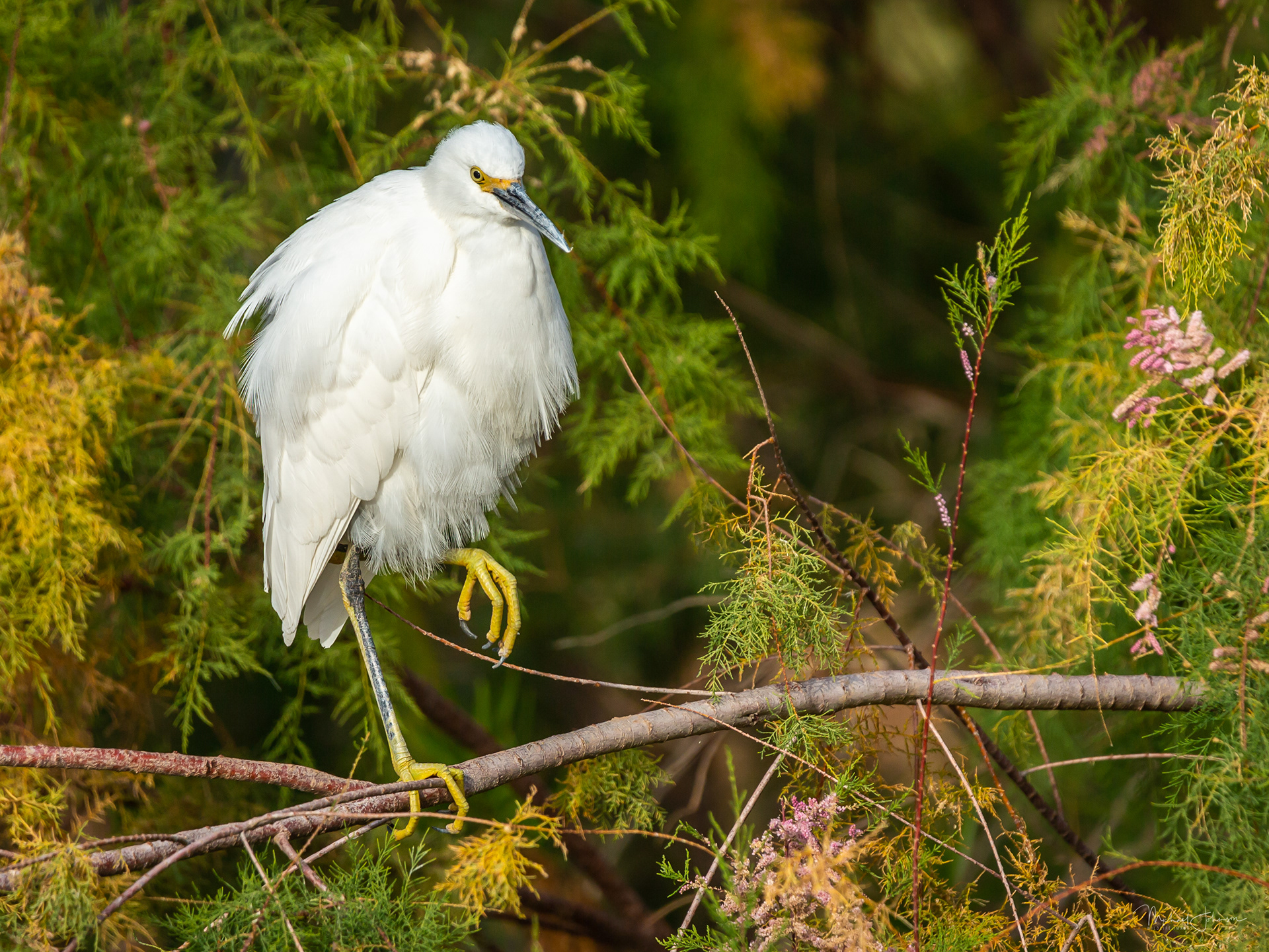 Snowy Egret