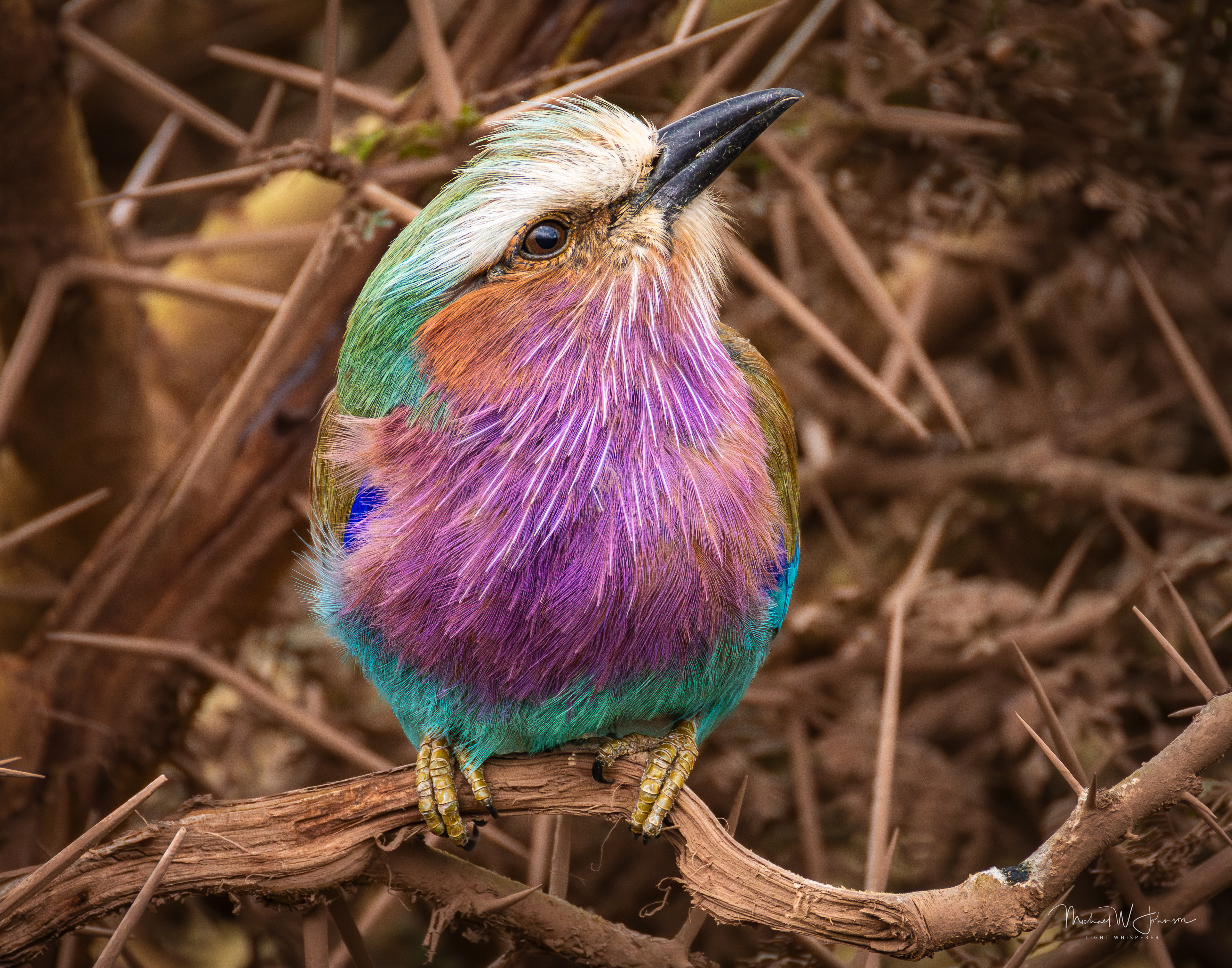 Lilac-breasted Roller