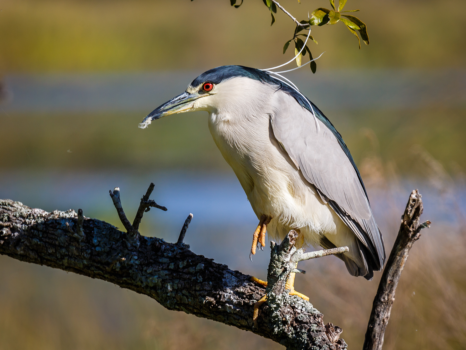 Black-crowned Night Heron
