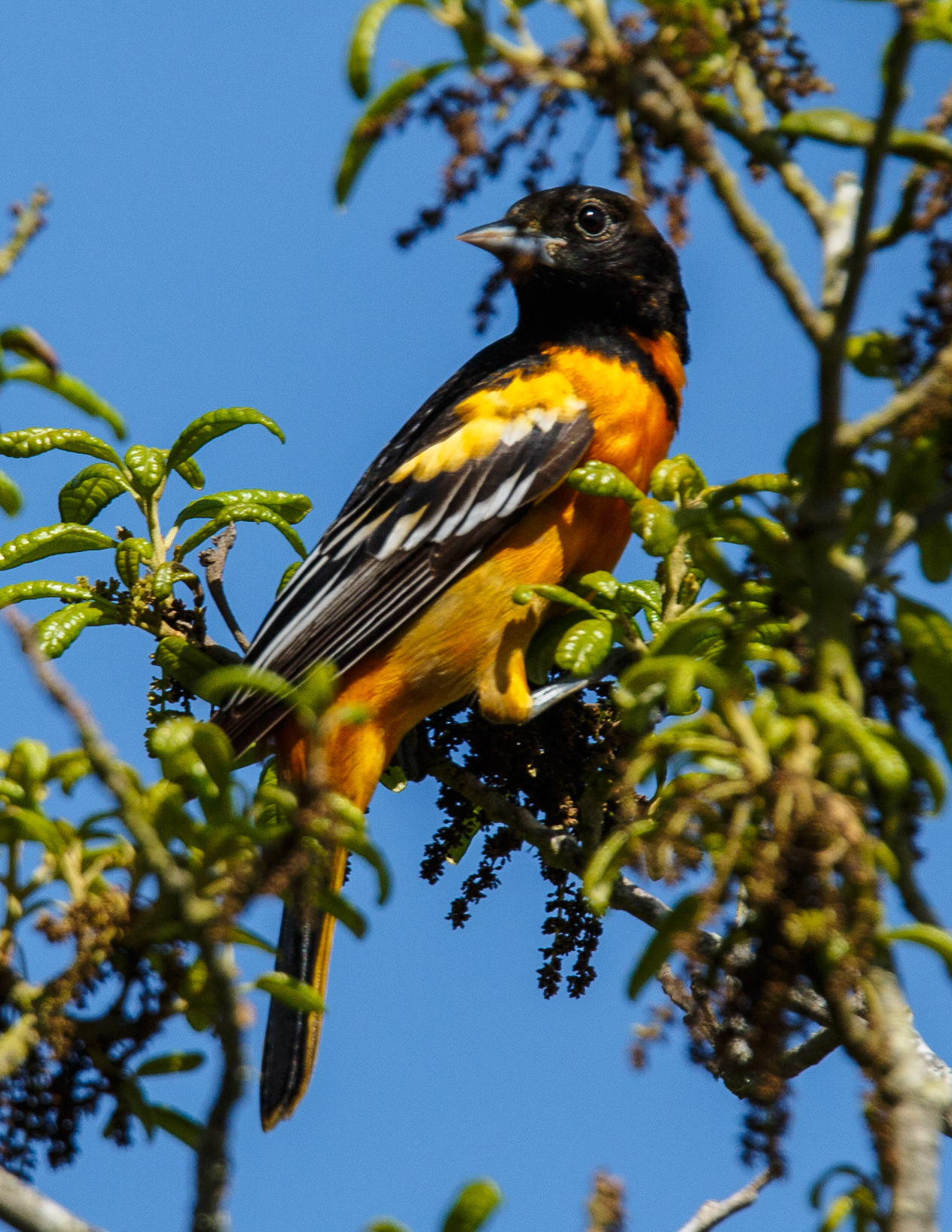 Baltimore Oriole
