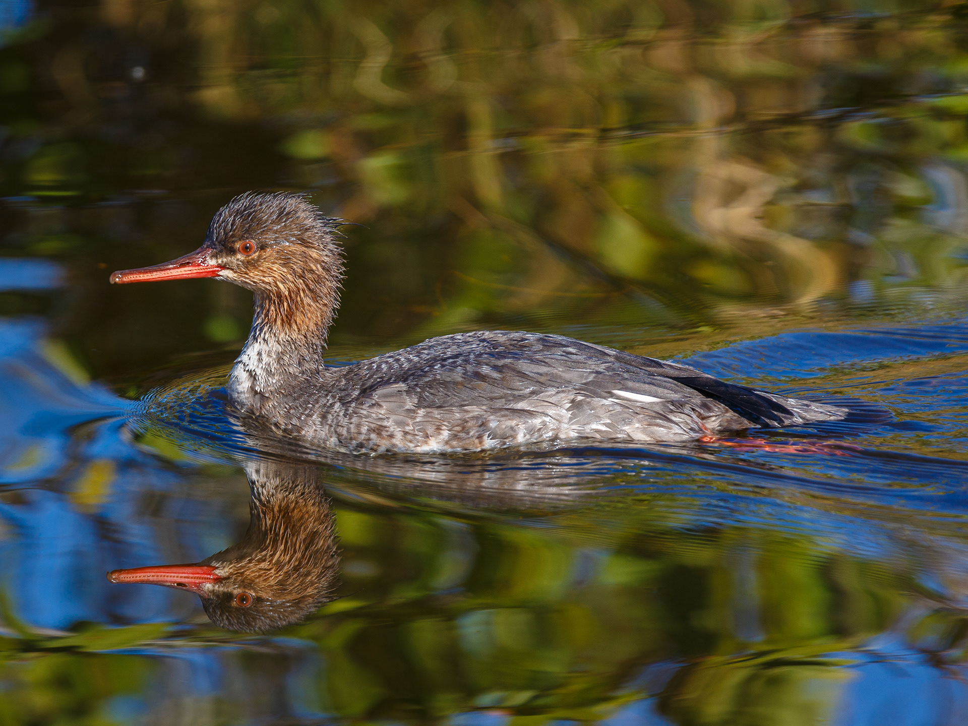 Red-breasted Merganser