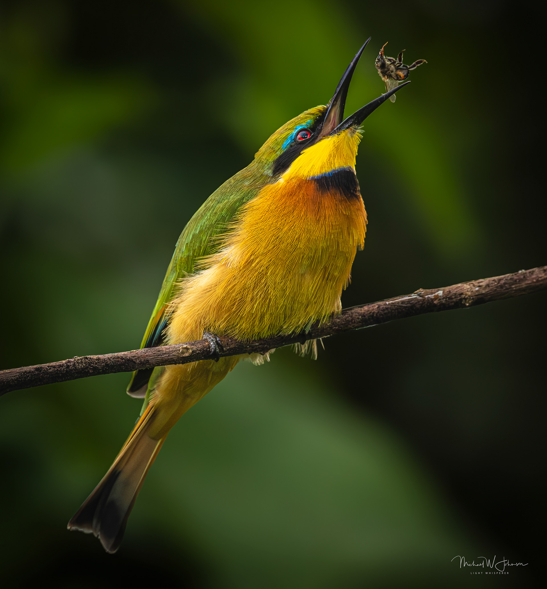 Little Bee-eater