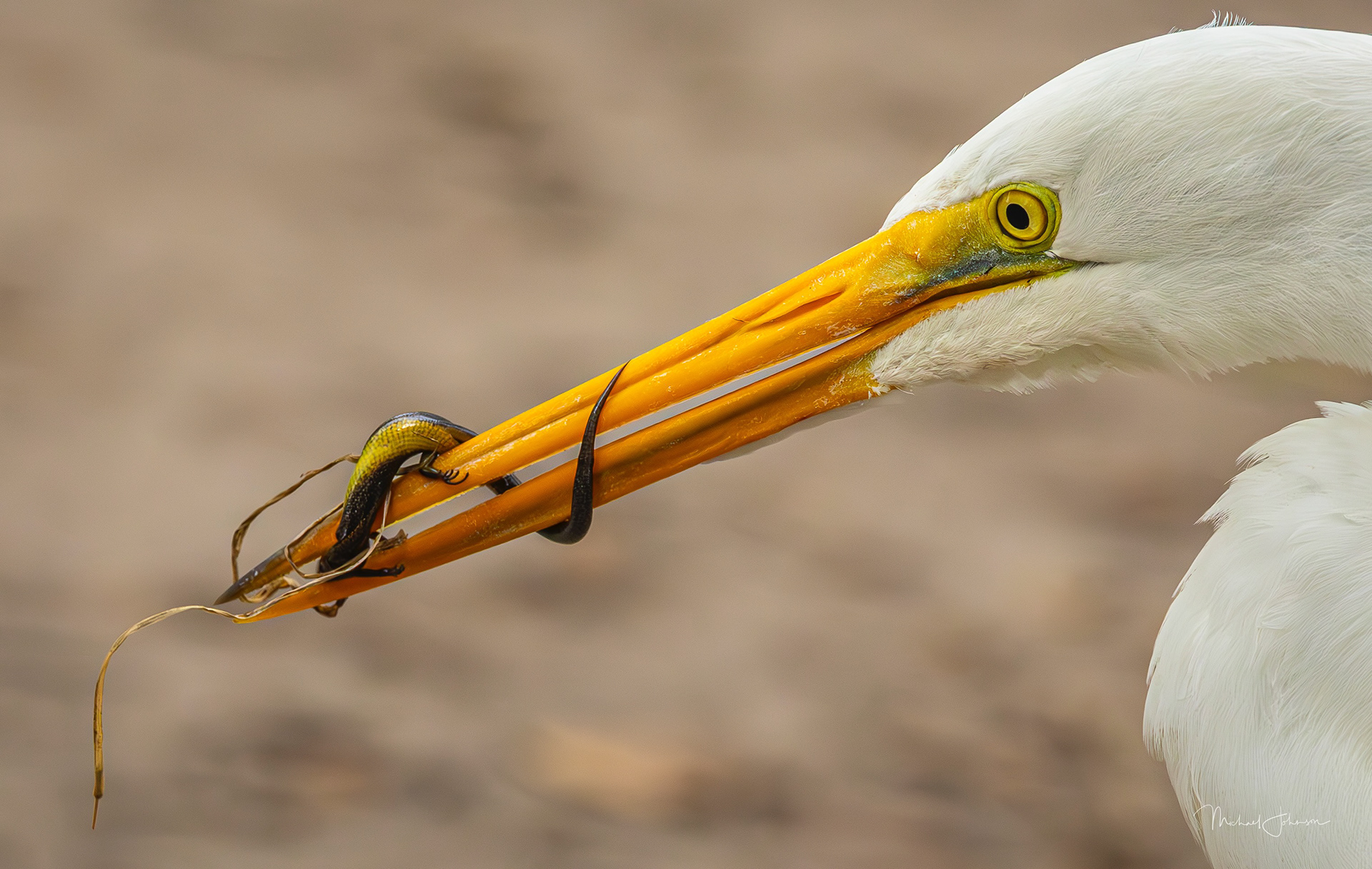 Great Egret