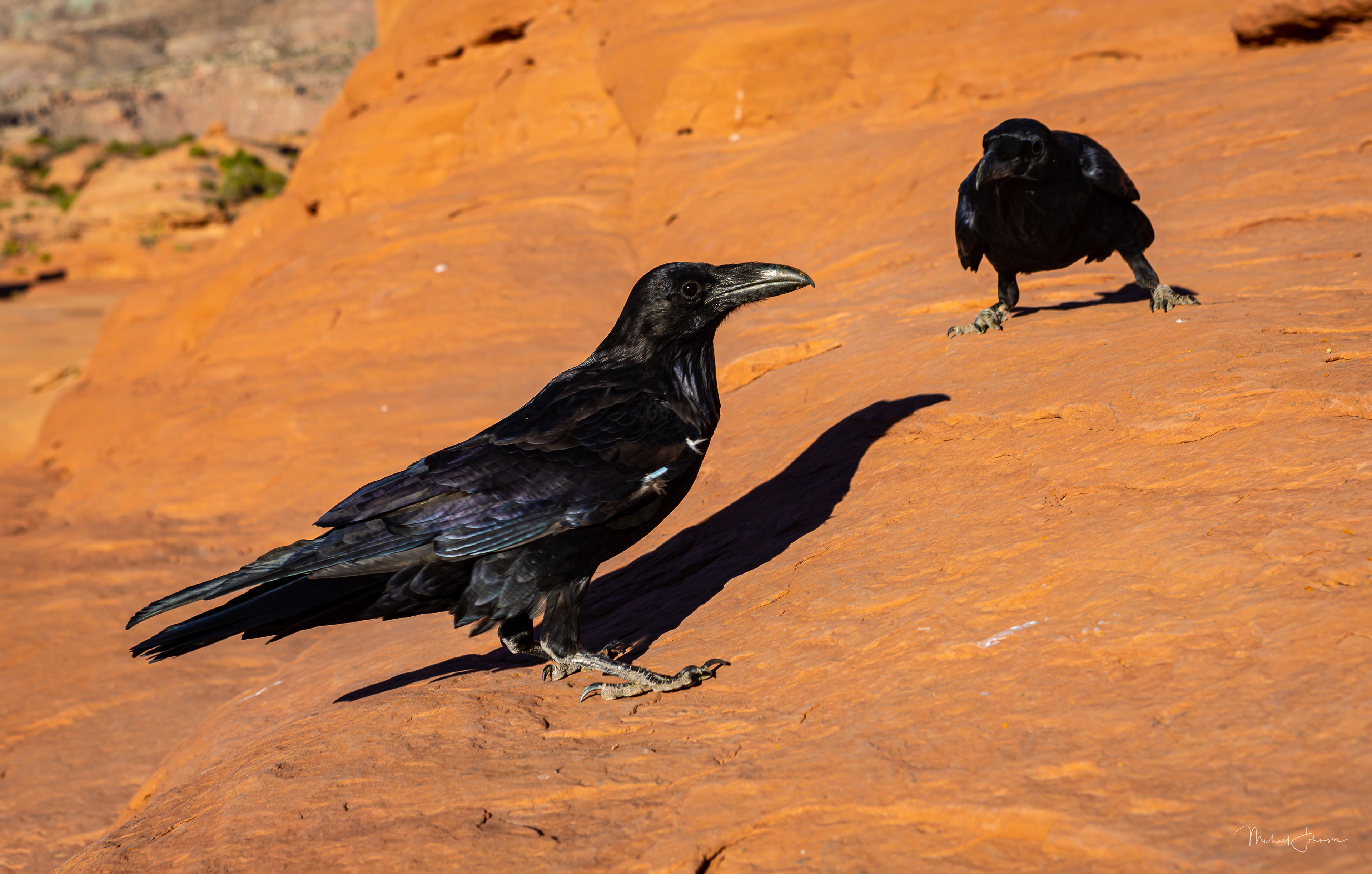 Arches National Park - Delicate Arch - Ravens