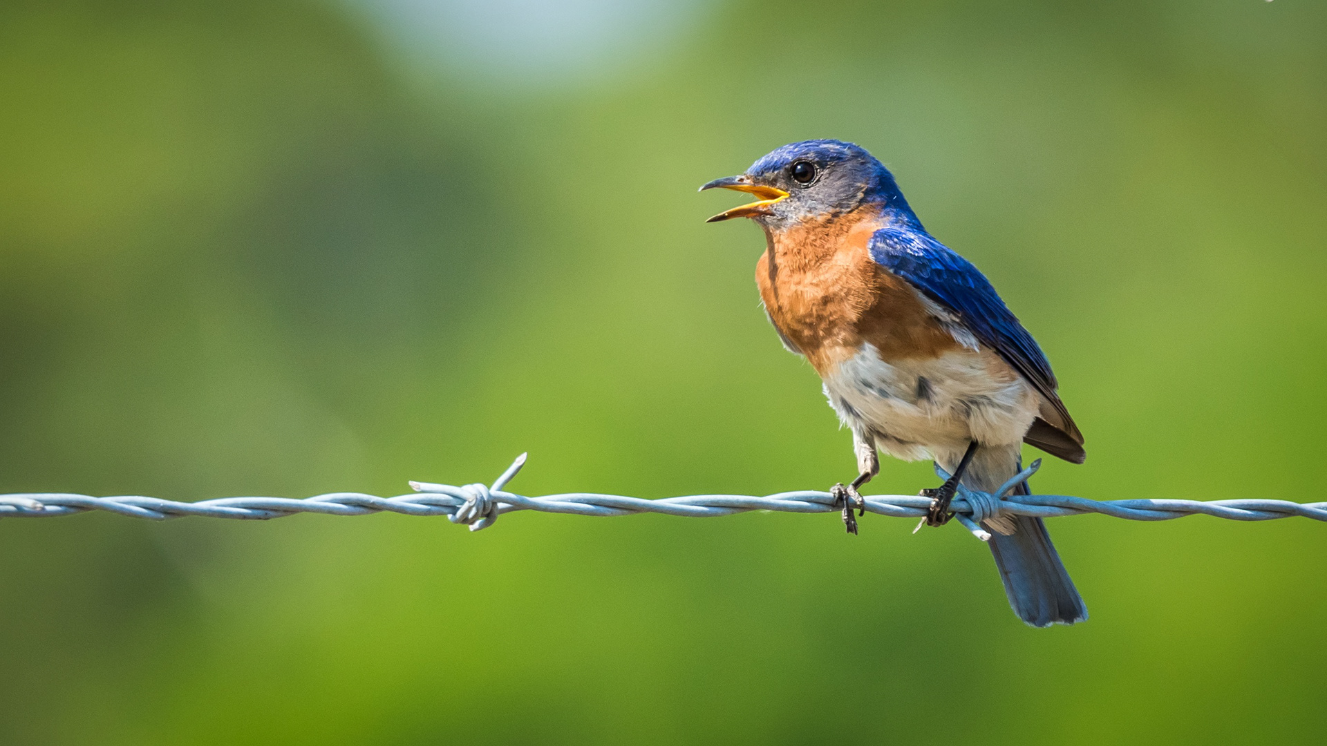 STGN Channel 49 - Gainesville, Georgia - April, 2019   Wired - Eastern Bluebird