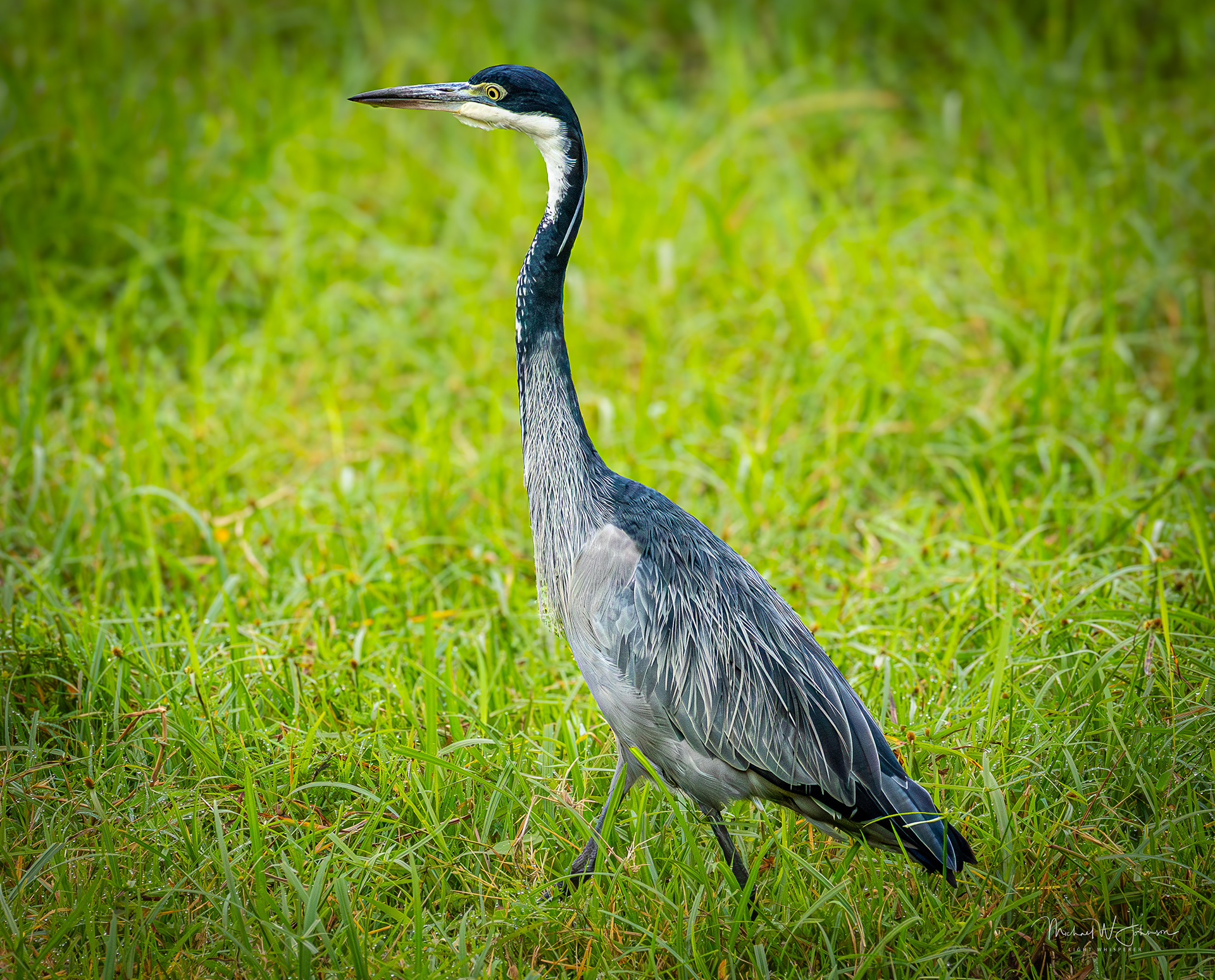 Black Heron