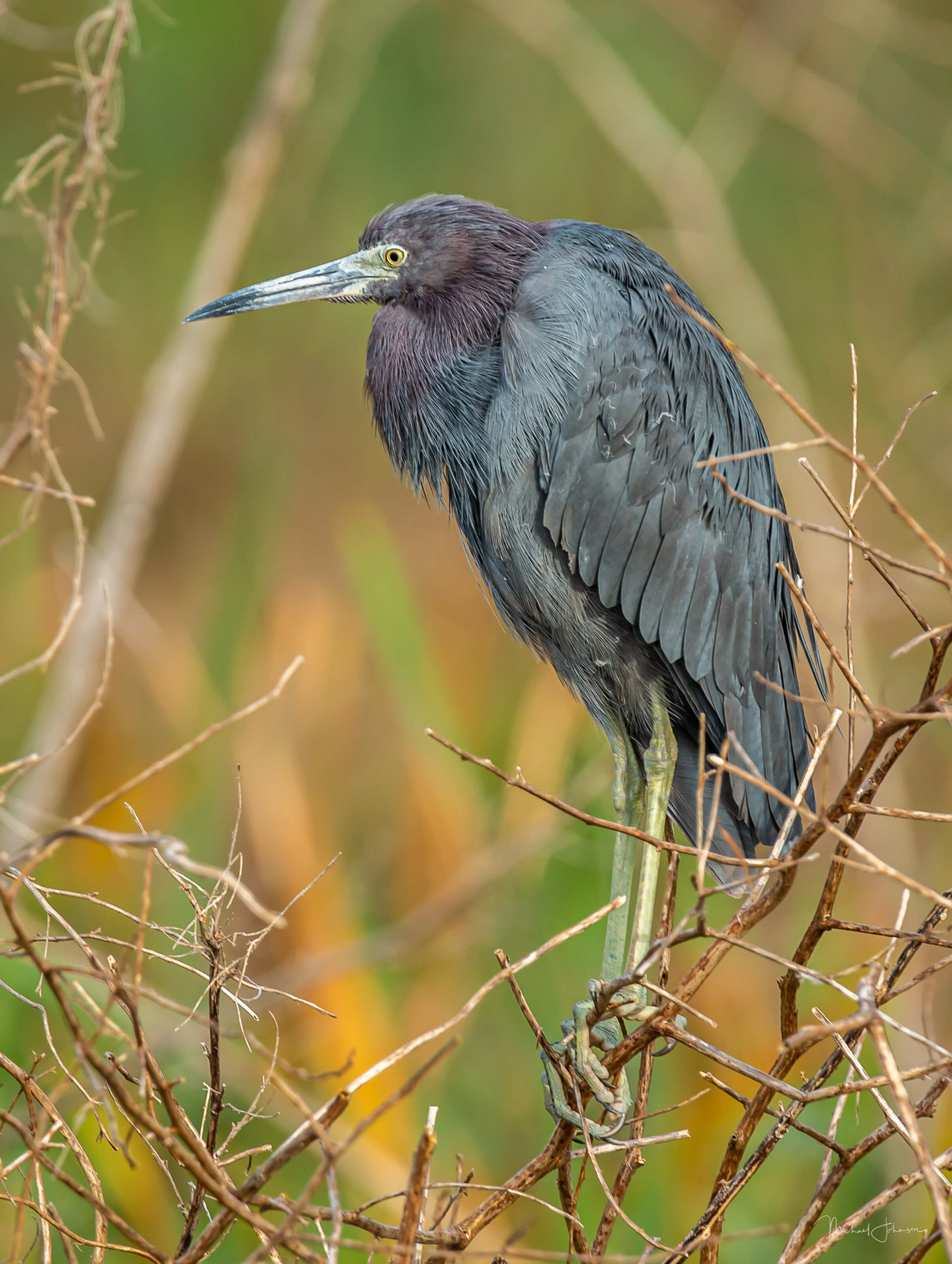 Little Blue Heron