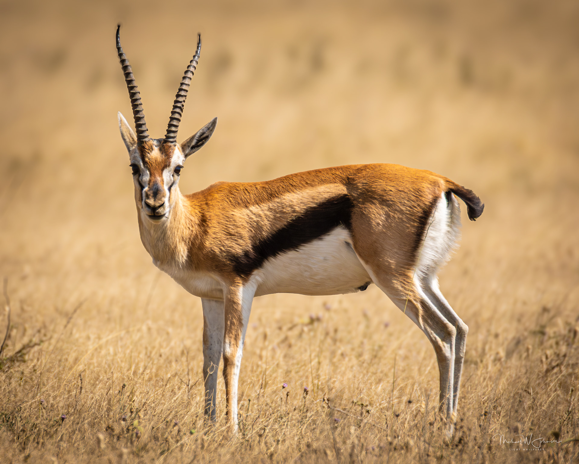 Thompson's Gazelle