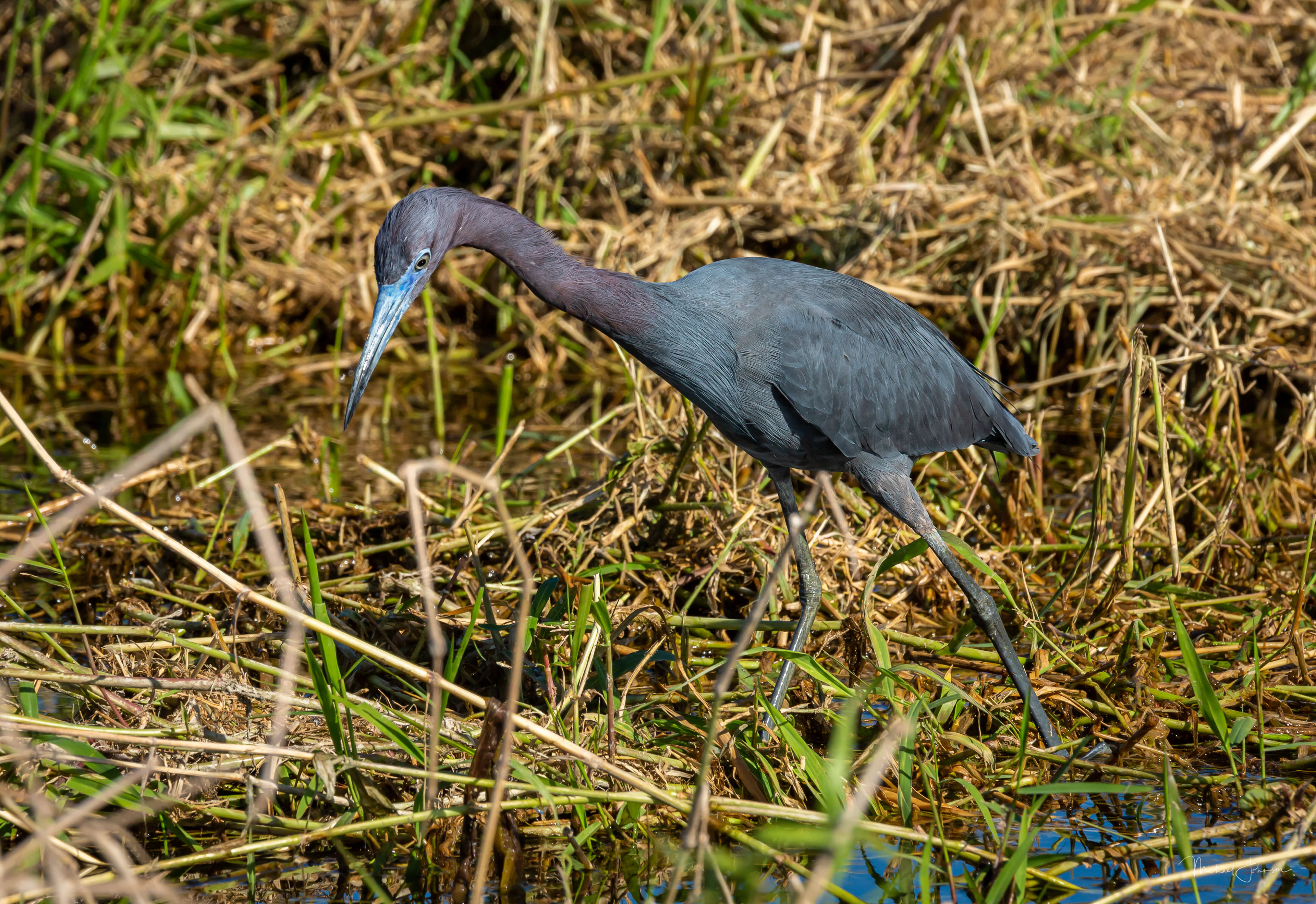 Little Blue Heron