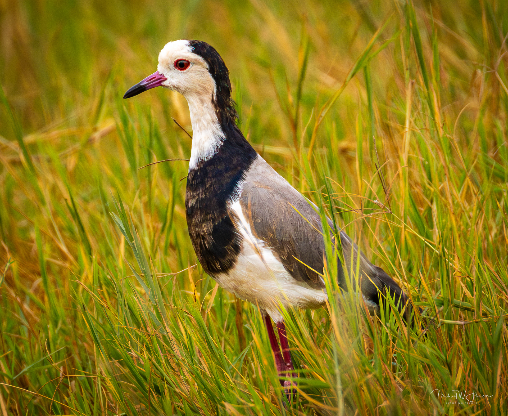 Long-toed Lapwing