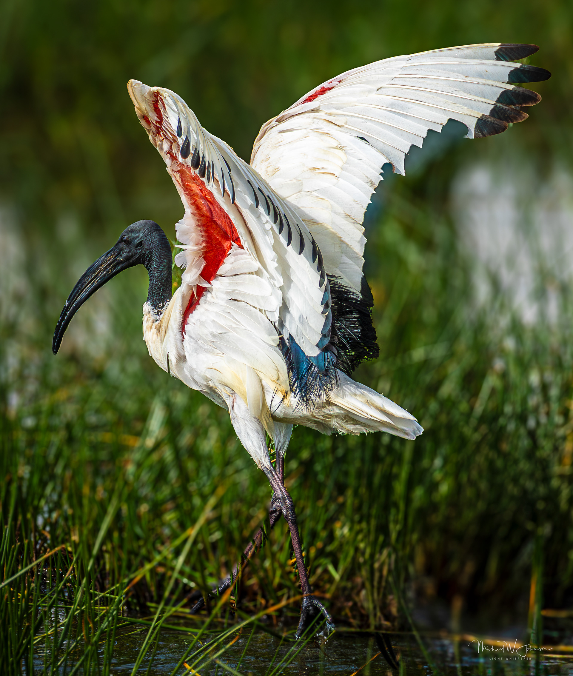 Sacred Ibis