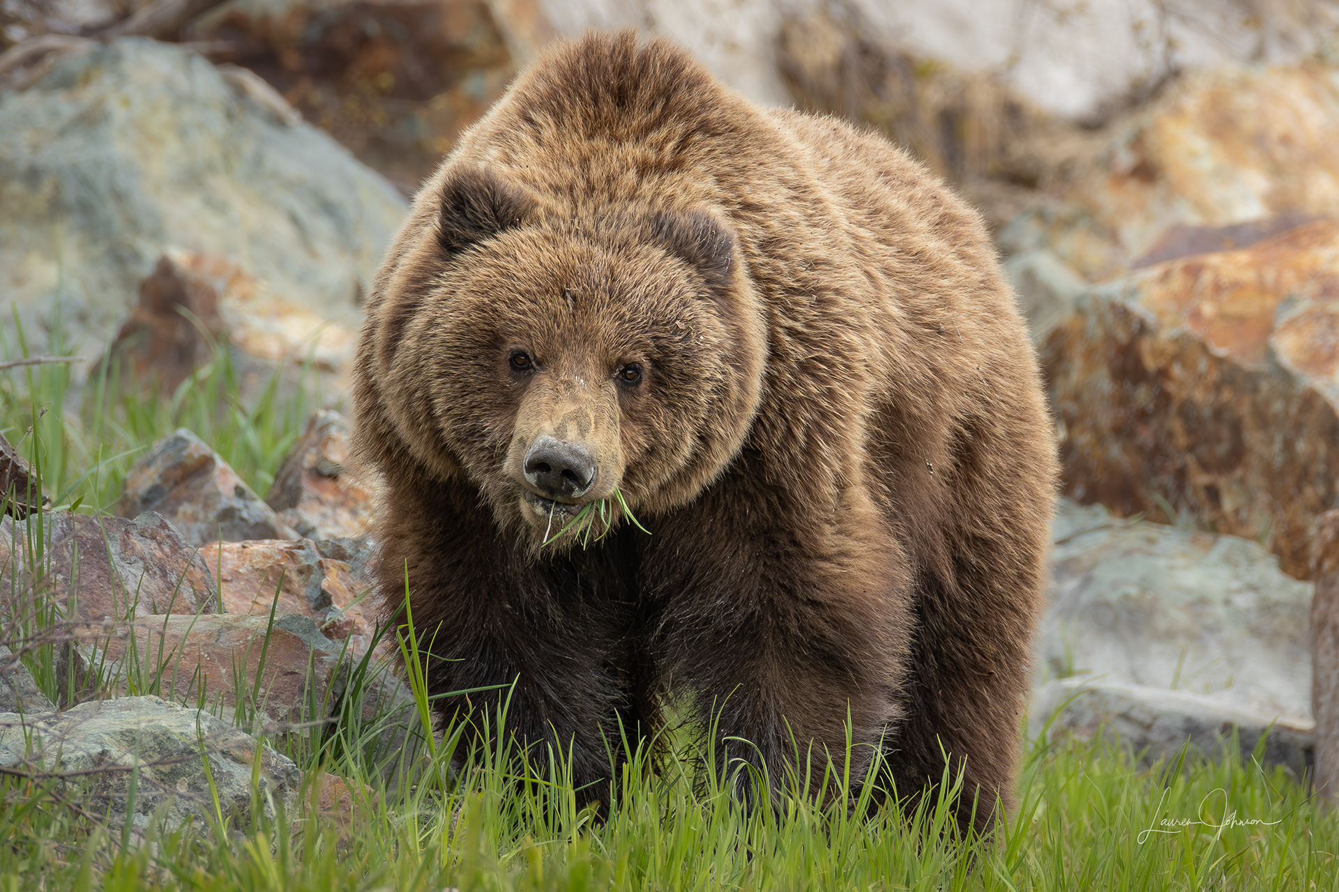 Brown Bear - Monster Sow