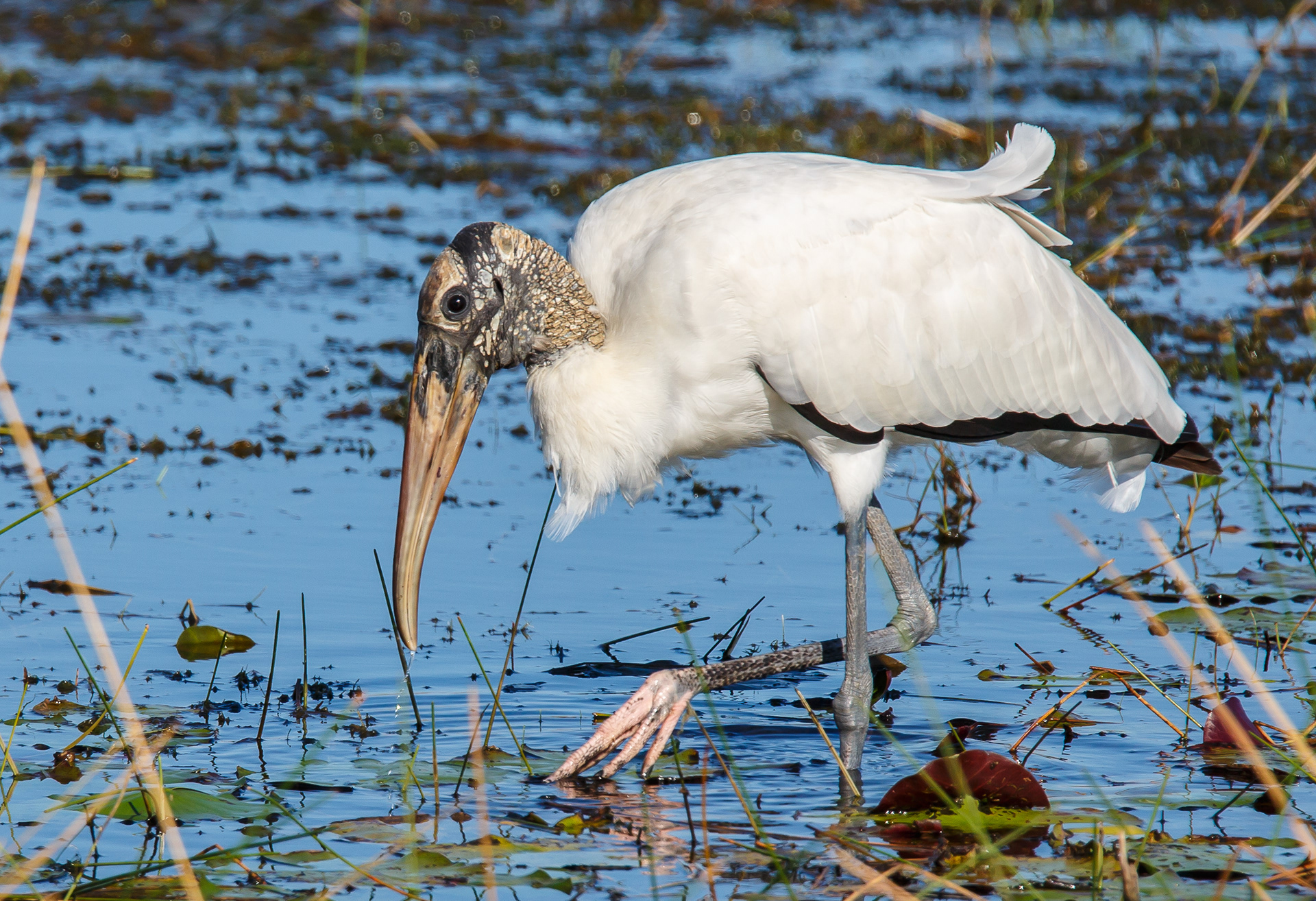Wood Stork