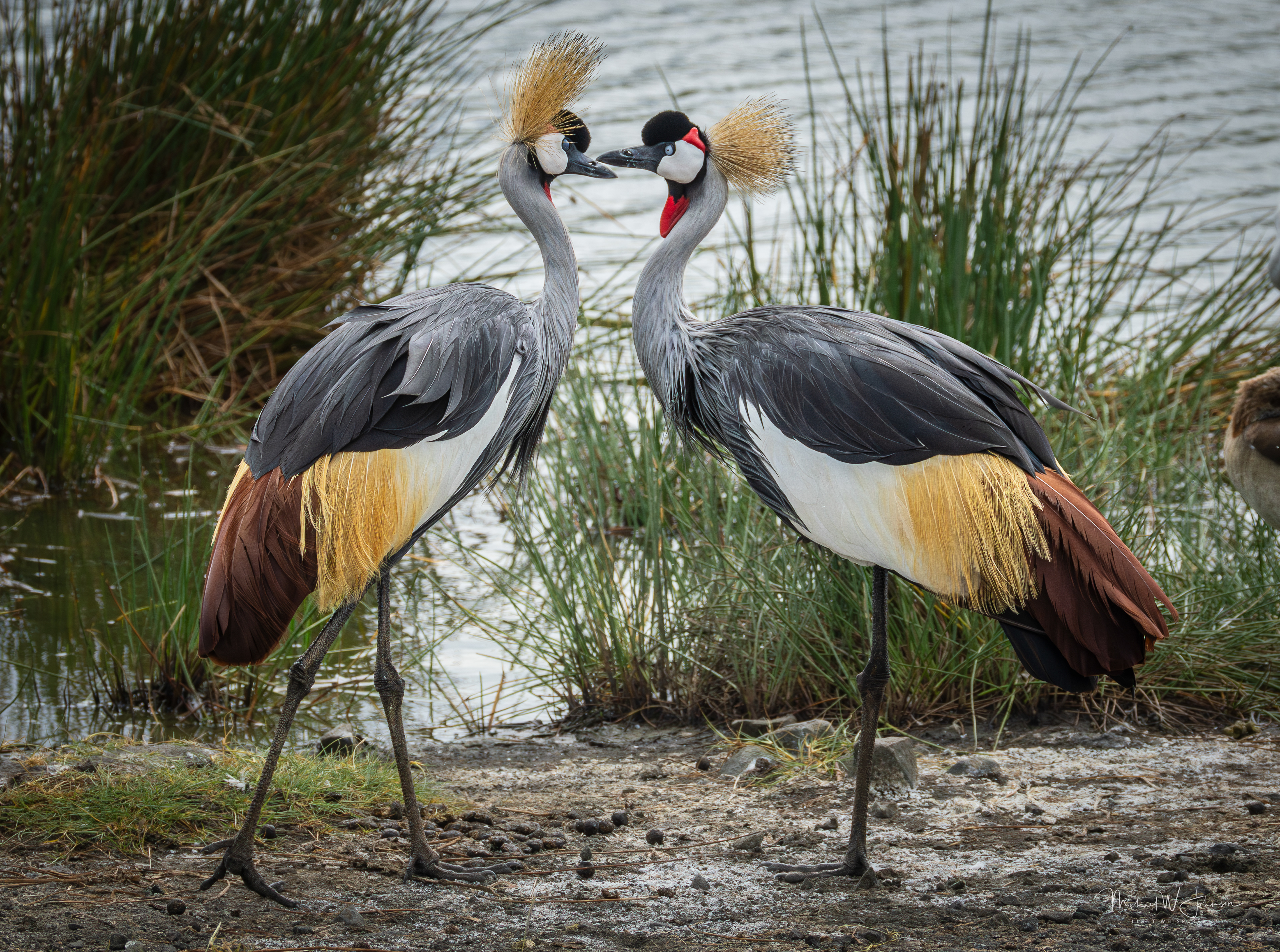 Gray-crowned Cranes