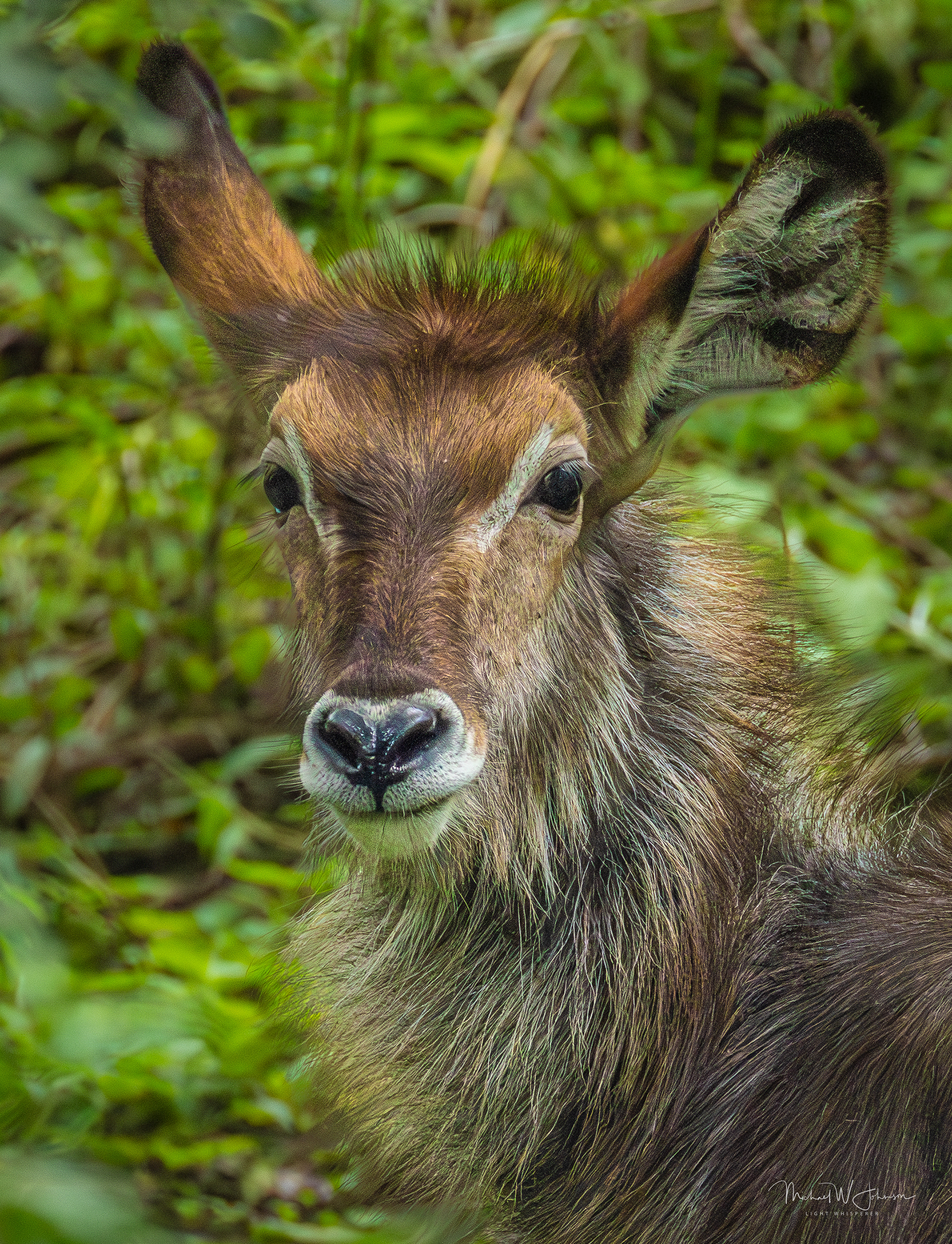 Waterbuck