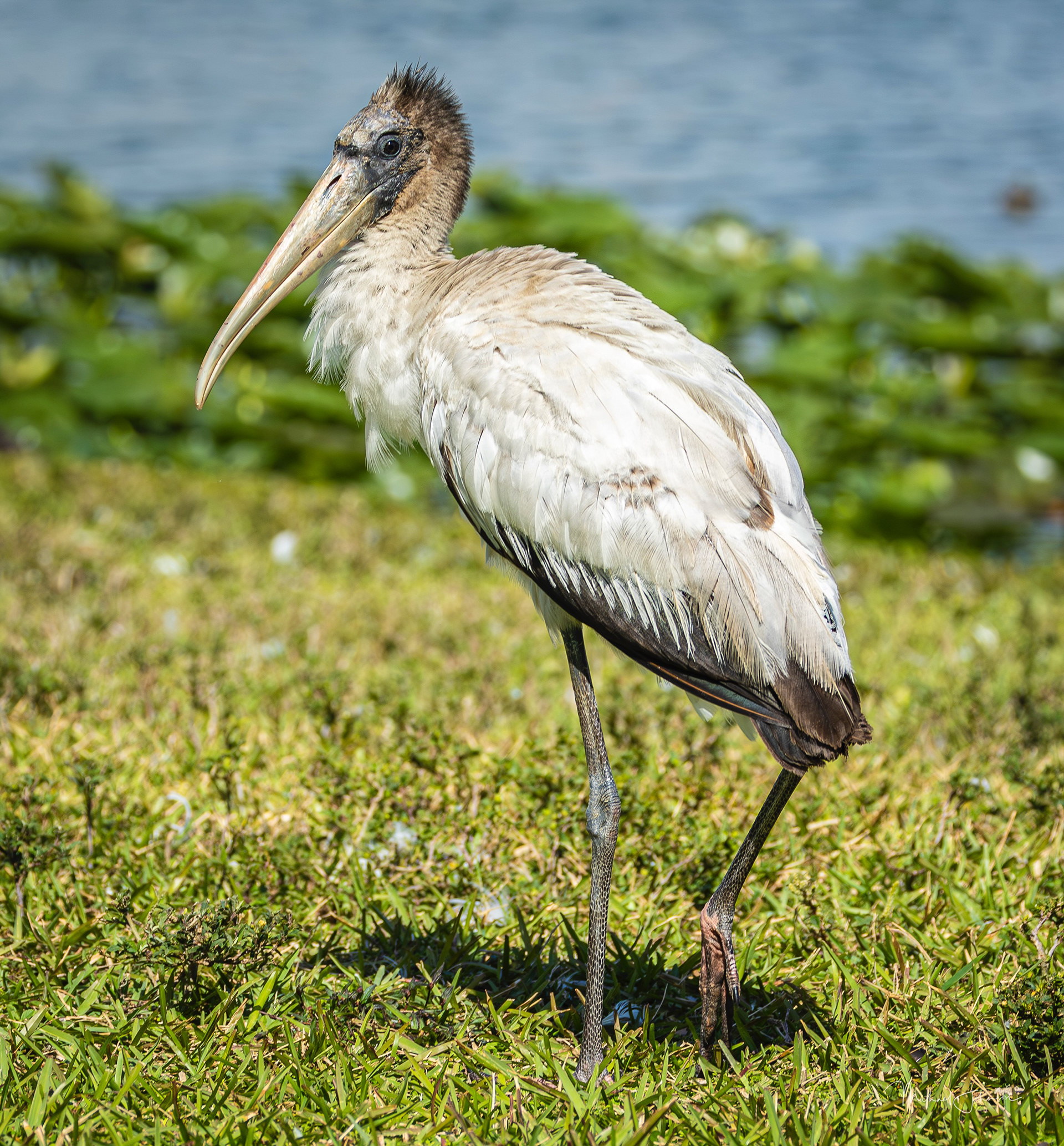 Wood Stork