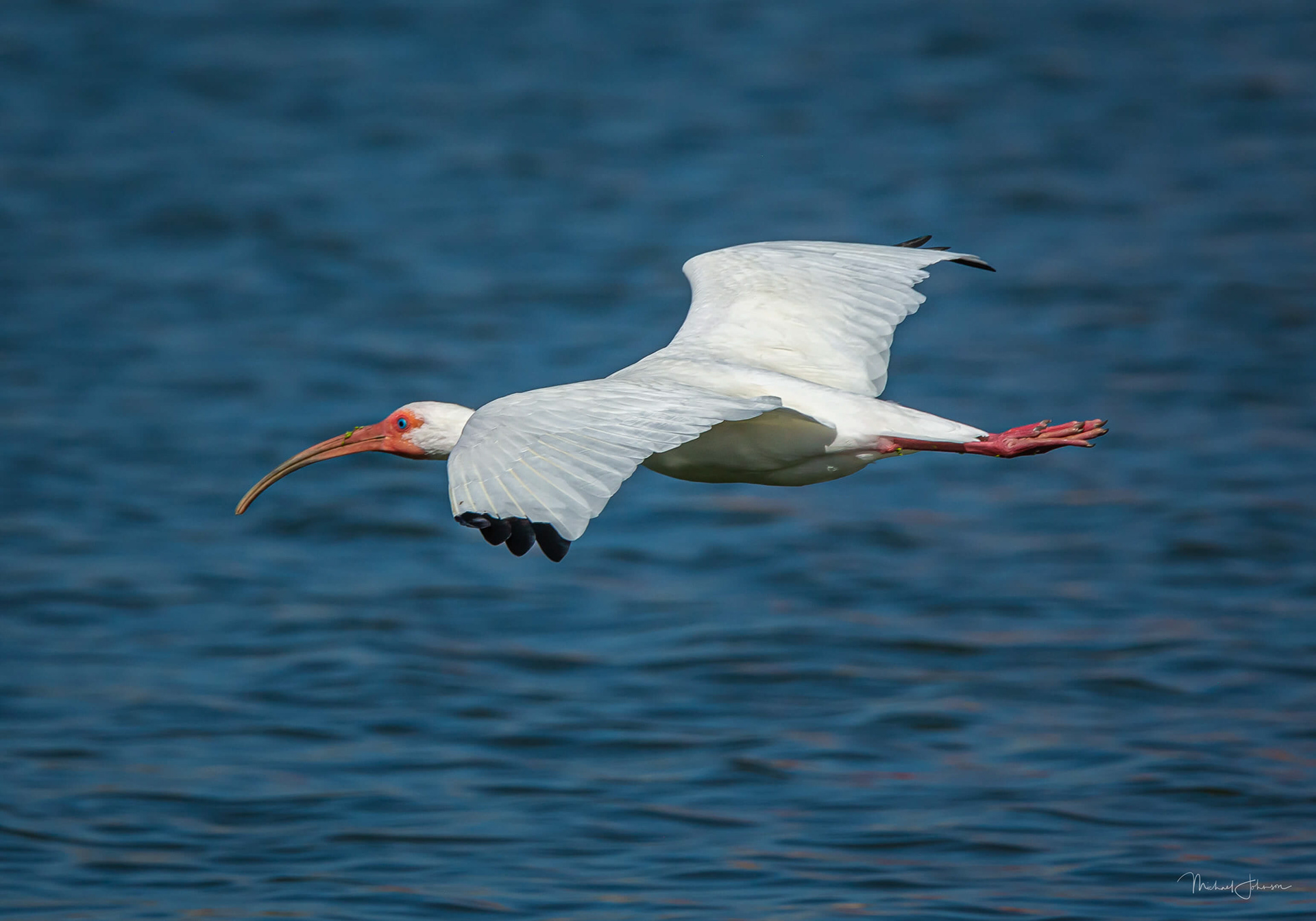White Ibis