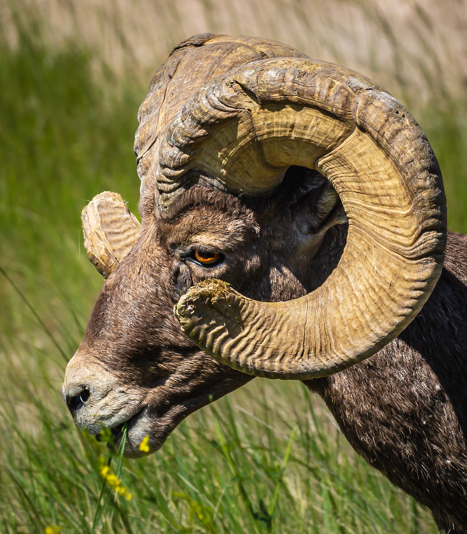 Bighorn Sheep