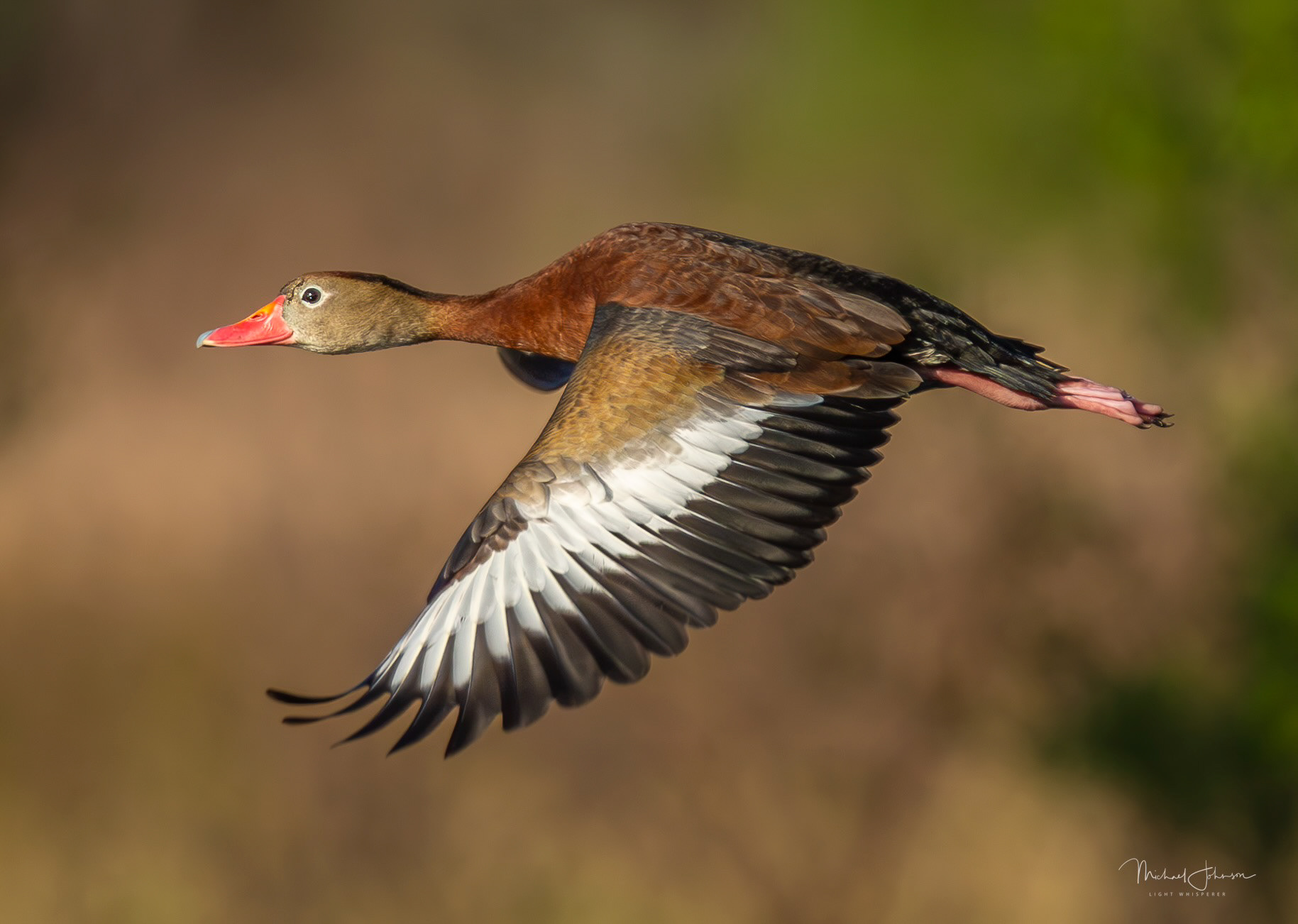 Black-bellied Whistling Duck