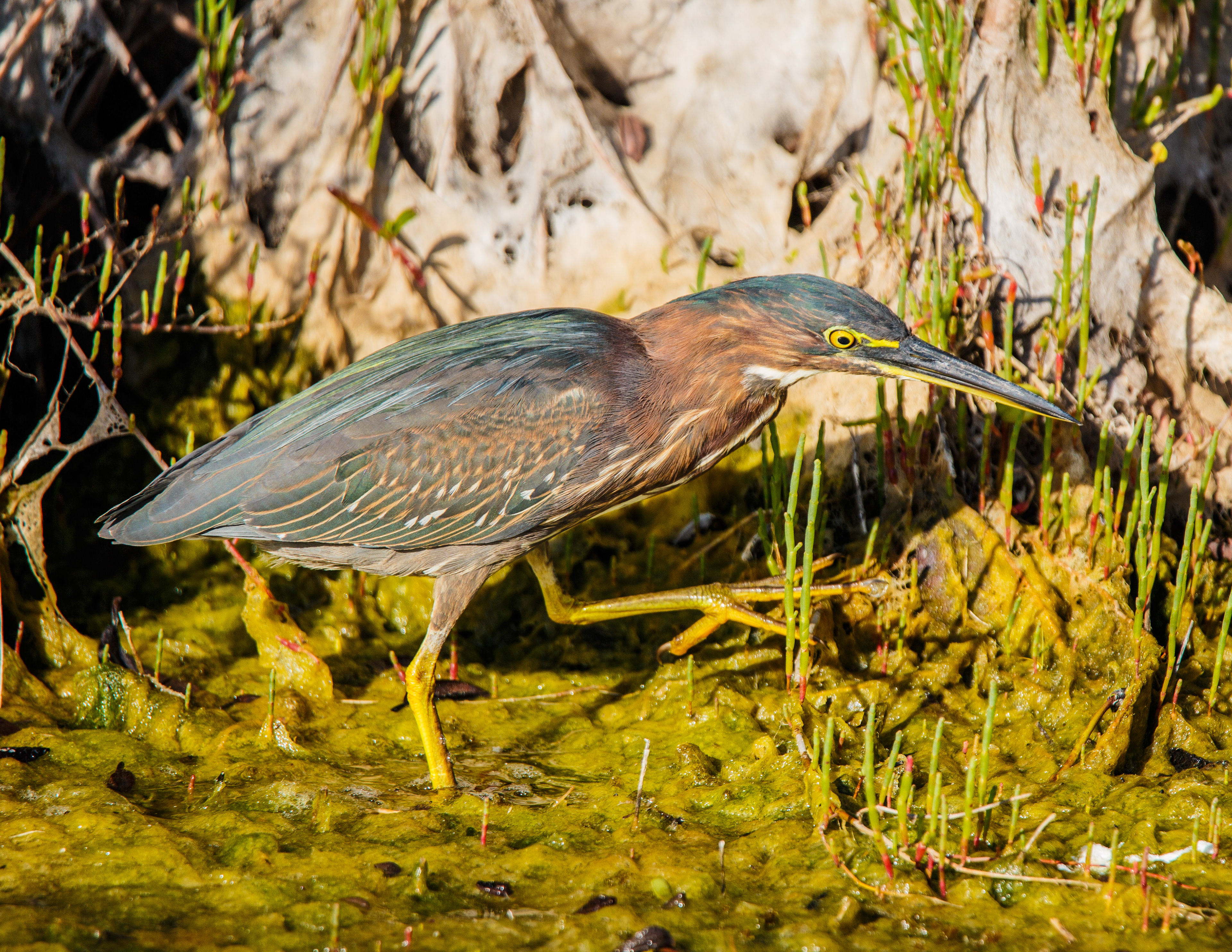 Green heron