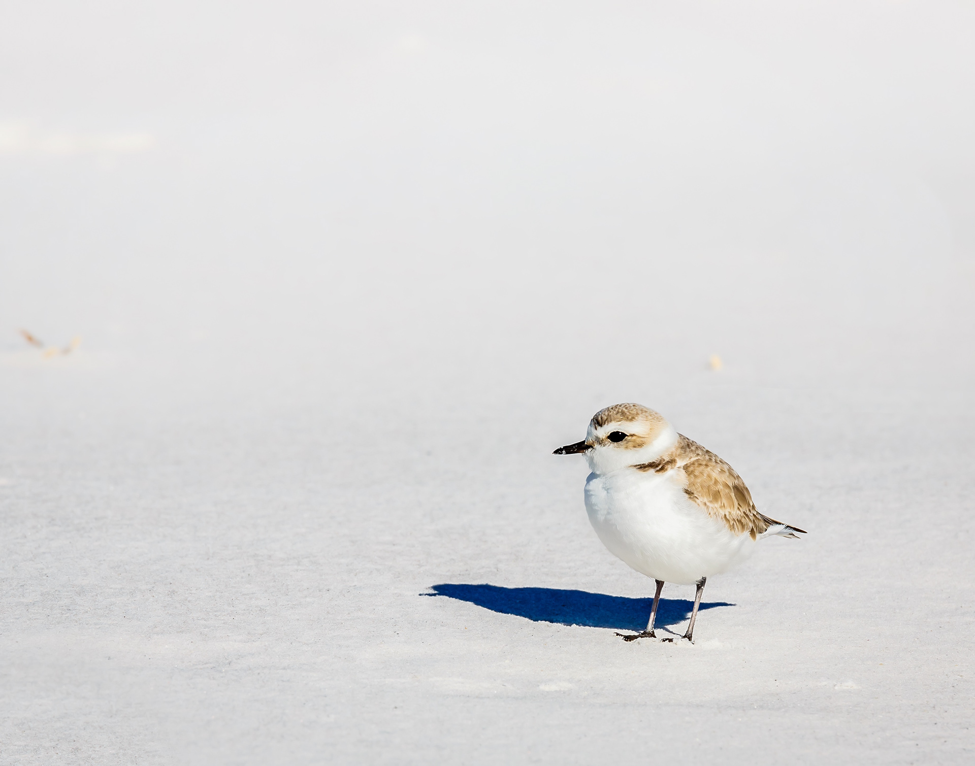 Laurent Gallery - Melbourne, Australia - September 20-22, 2019   Sugar - Snowy Plover
