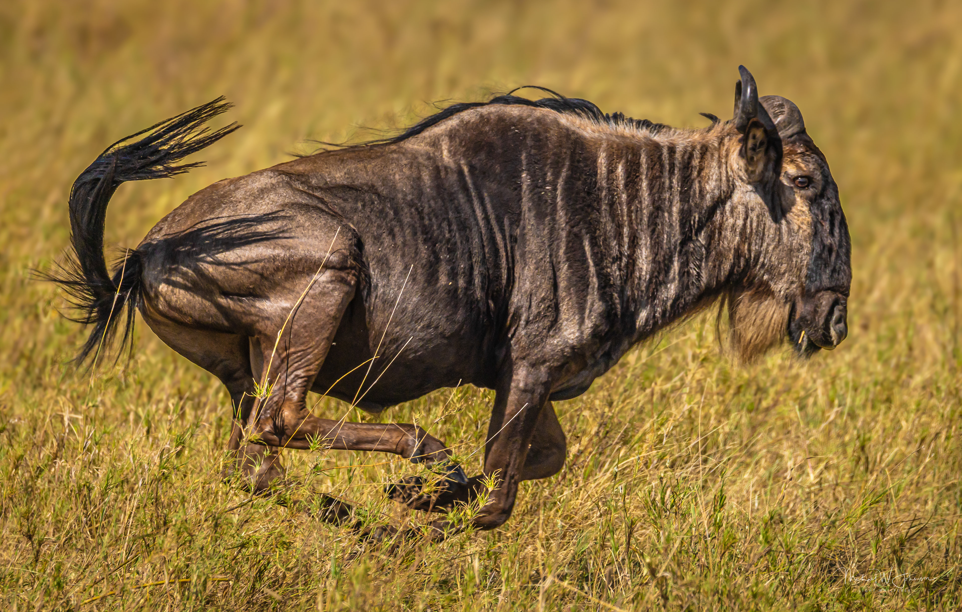 Wildebeest