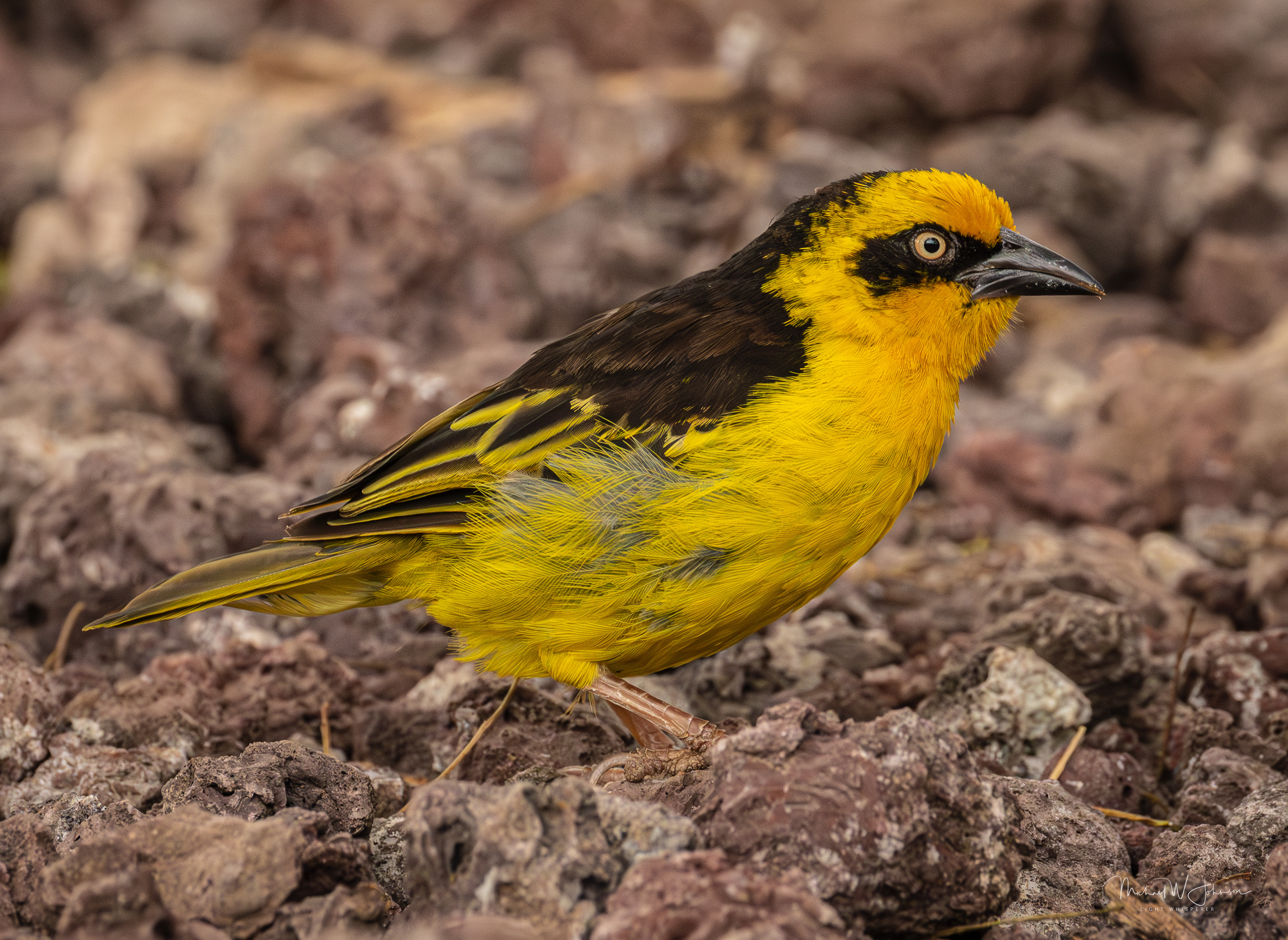 Baglaflecht Weaver
