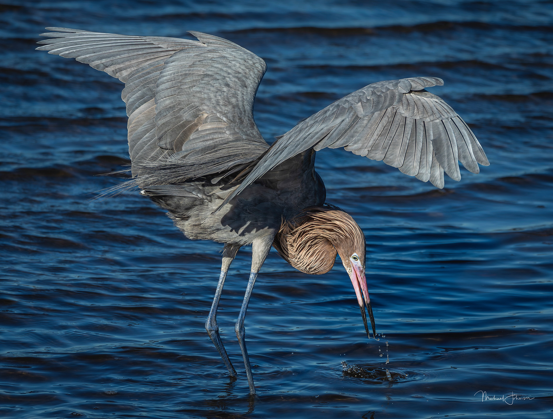 Reddish Egret