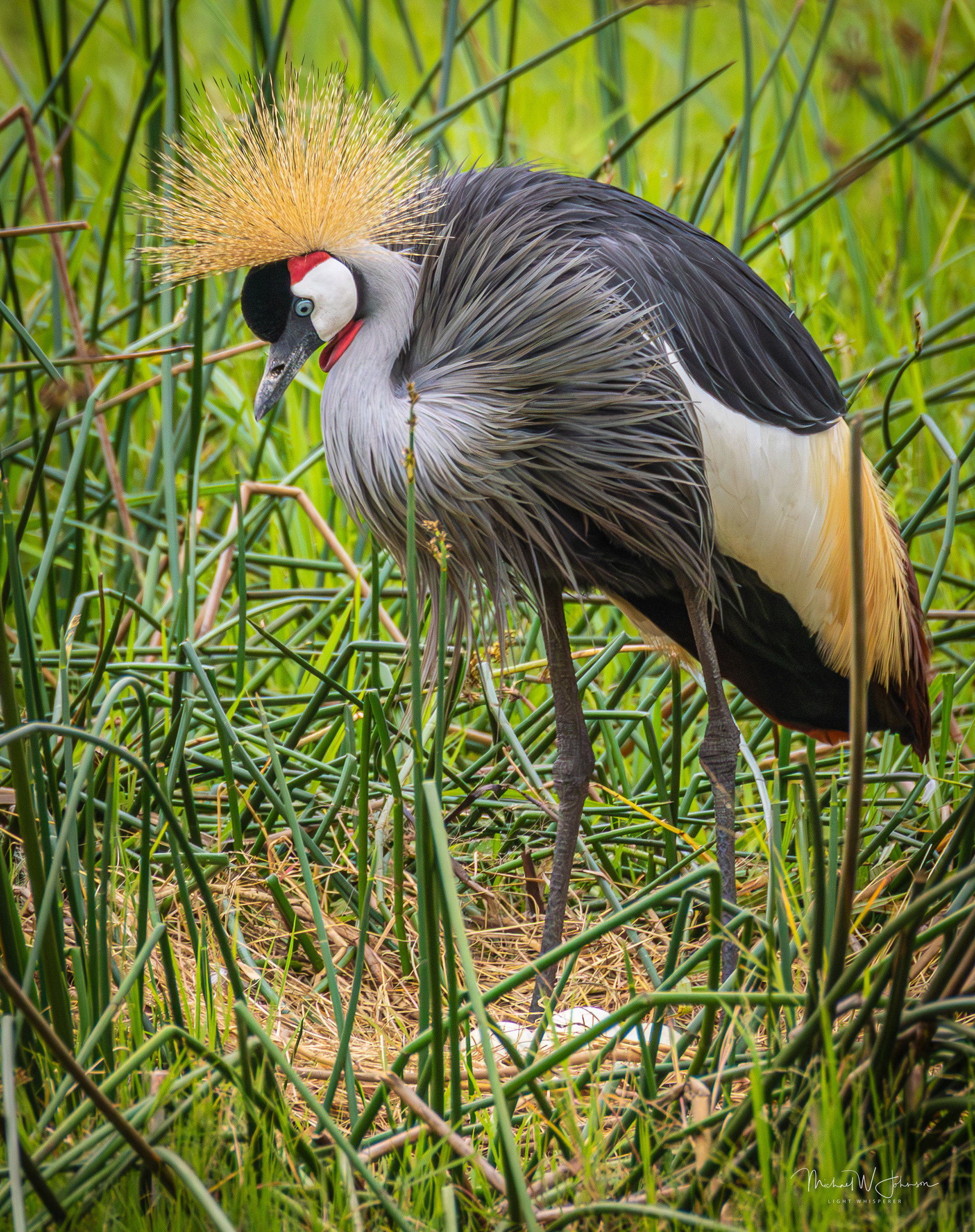 Gray-crowned Crane