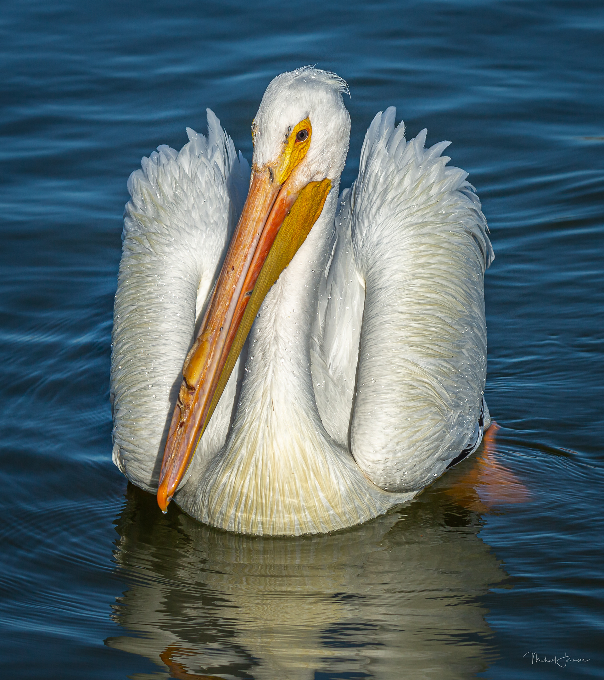 White Pelican