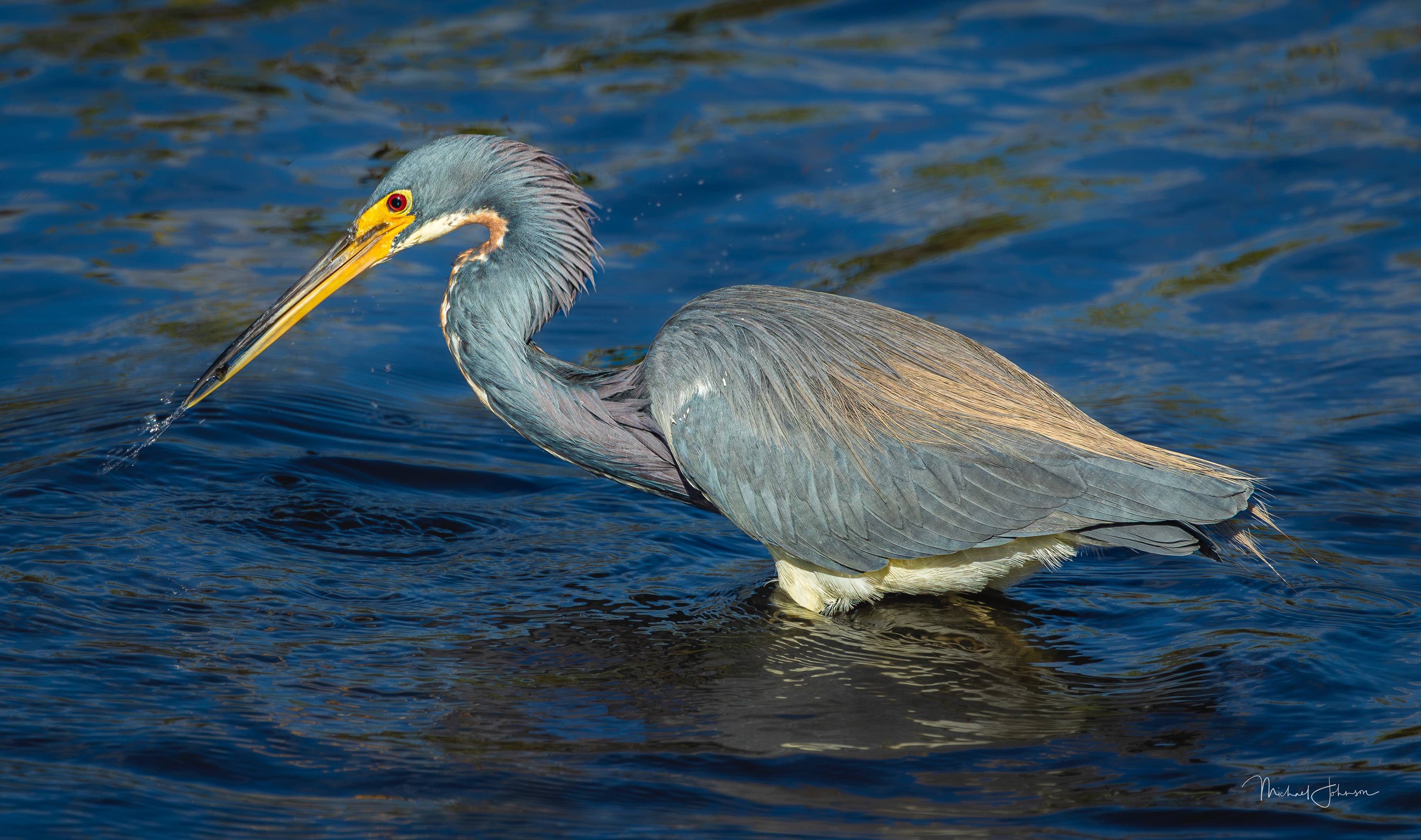 Tricolored Heron