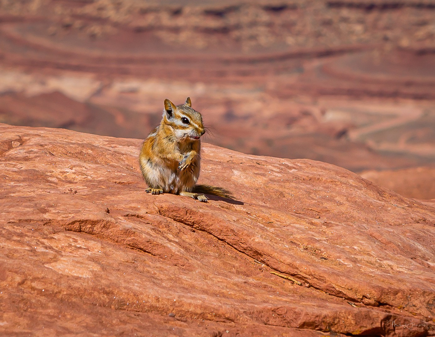 Canyonlands National Park - Grand View Point Overlook - Chipmunk