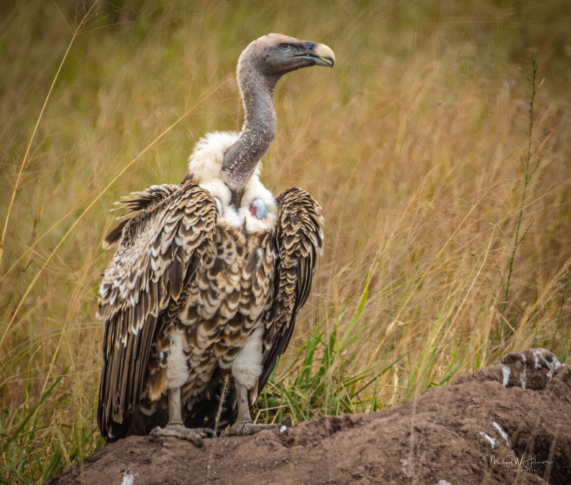 White-backed Vulture