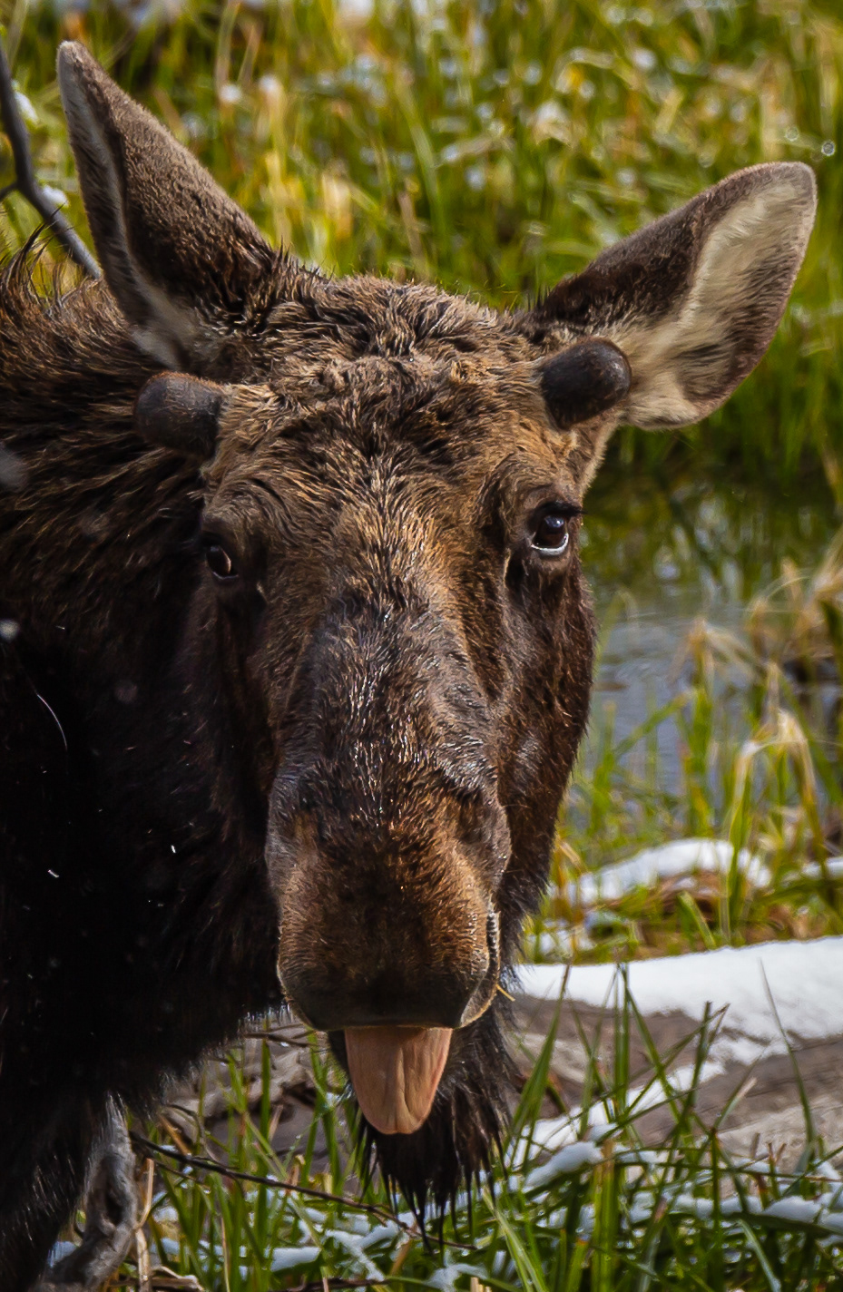 Moose